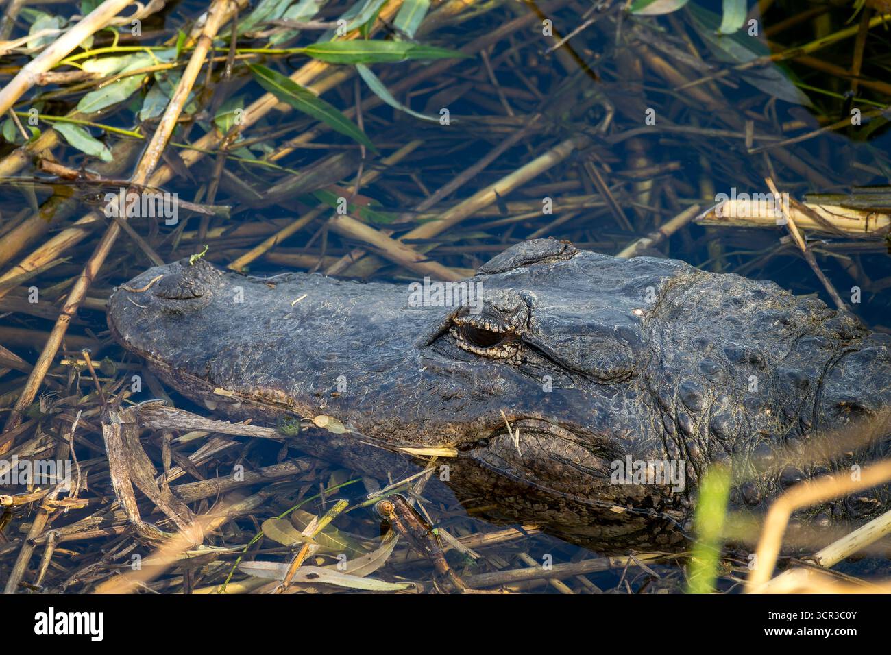 Ritratto ravvicinato di un alligatore, percorso Anhinga, Parco Nazionale delle Everglades, fauna selvatica della Florida Foto Stock