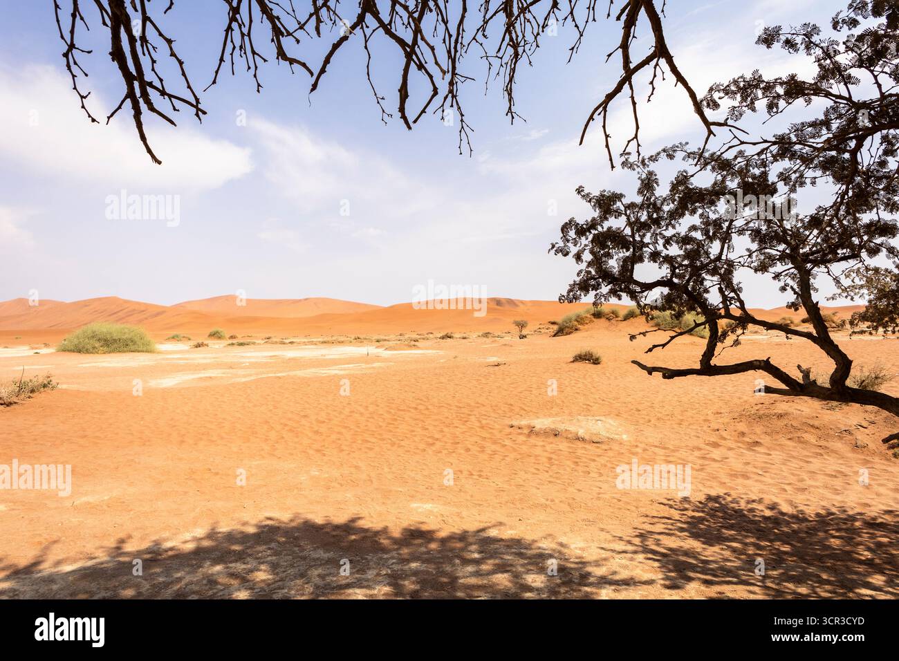 Sossusvlei, Namibia: Un paesaggio surreale di dune e piante desertiche resilienti Foto Stock