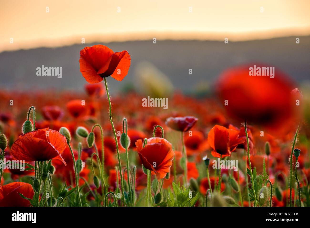 papaveri rossi sul campo. immagine di sfondo per ricordo o giorno anzac. splendido paesaggio di campagna con fiori al tramonto. messa a fuoco selettiva Foto Stock