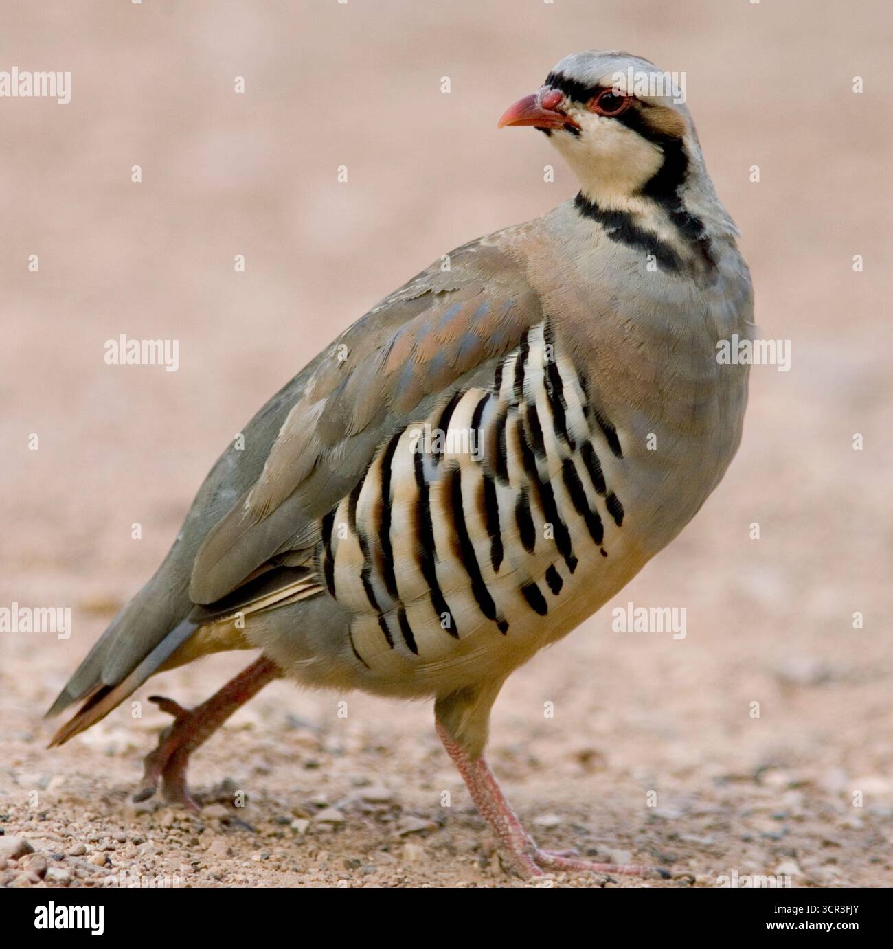 Uccello da caccia, Chukar Patridge. Foto Stock