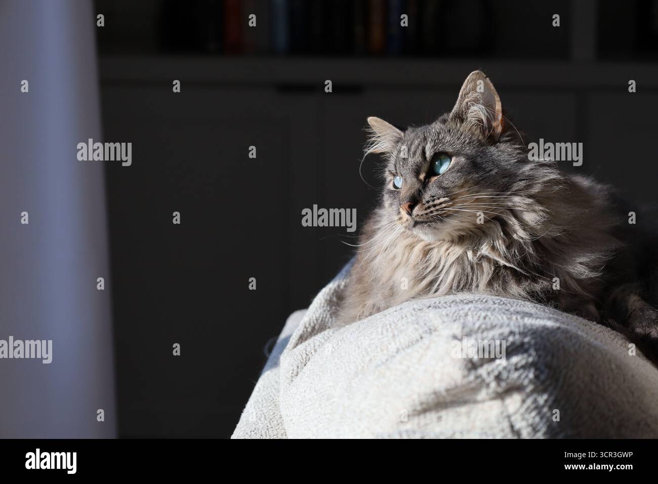 Gatto grigio da interno a pelo lungo che guarda alla luce del sole Foto Stock