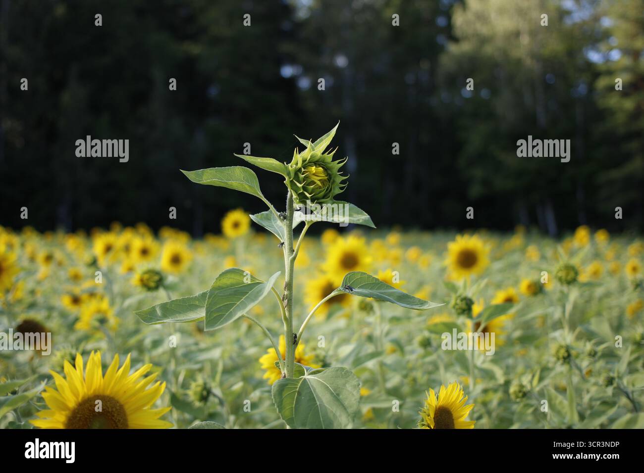Un singolo girasole, più alto di altri, su un campo di girasoli. Foto Stock
