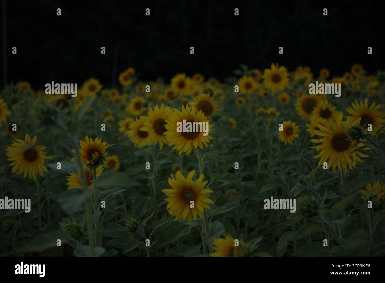 Un campo scuro di girasoli in fiore. Foto Stock