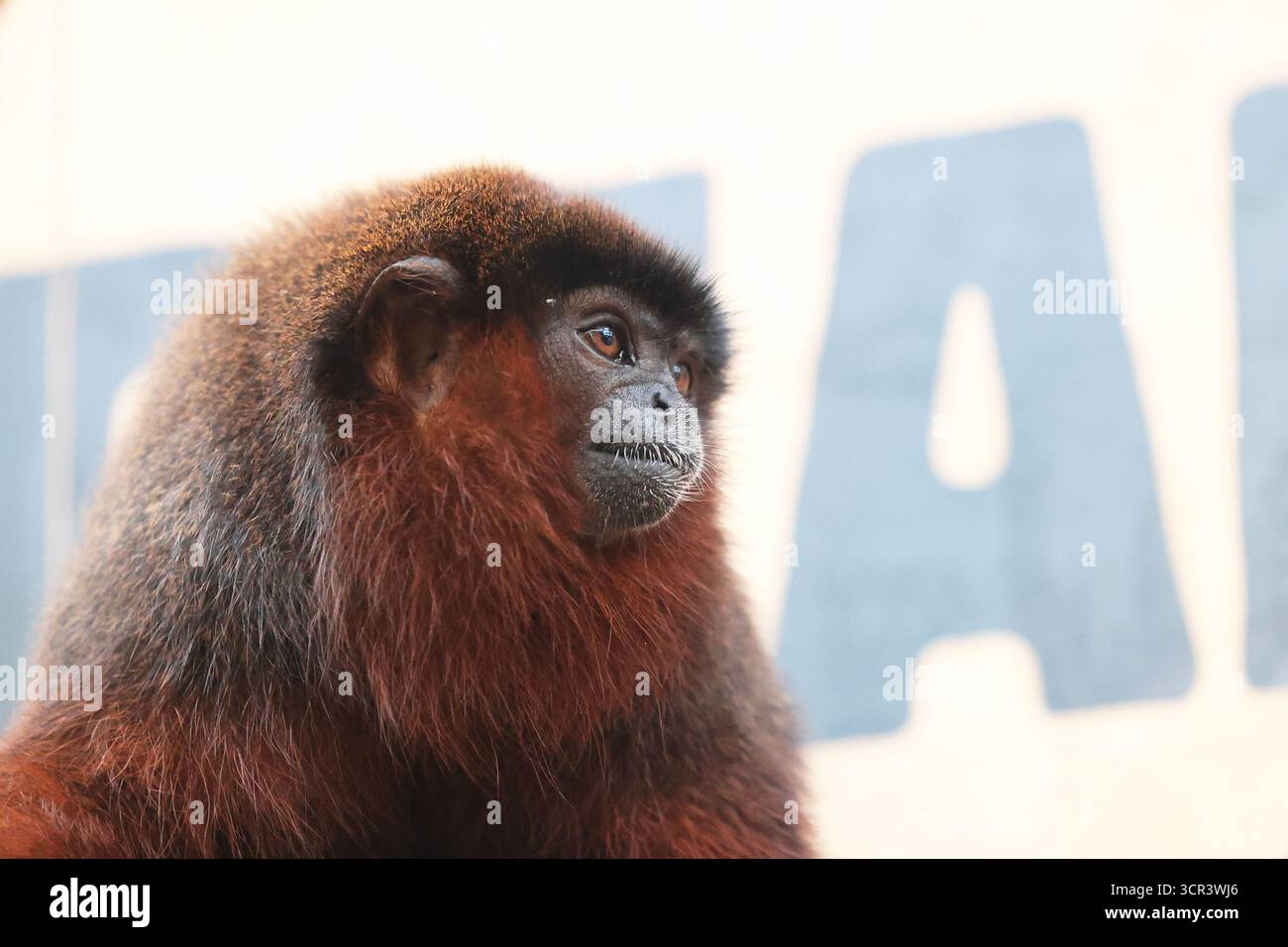 Coppery Titi Monkey in the Rainforest Life Walkthrough Exhibit allo Zoo di Londra, Regno Unito Foto Stock