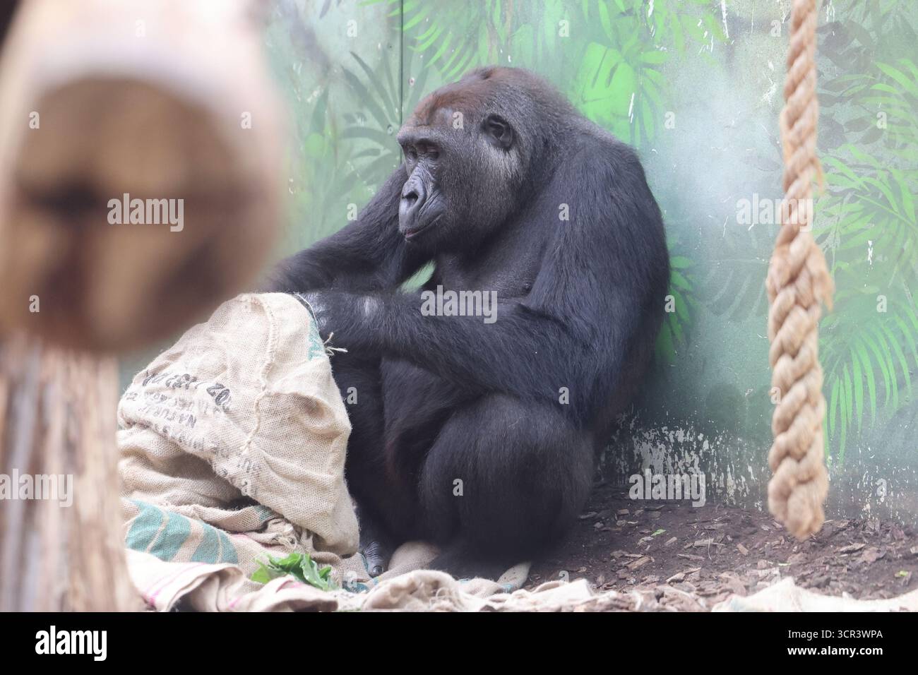 Gorilla Kingdom allo Zoo di Londra, con gorilla di pianura occidentale. I gorilla sono il primate più grande del mondo e sono minacciati in modo preoccupante e critico. Foto Stock
