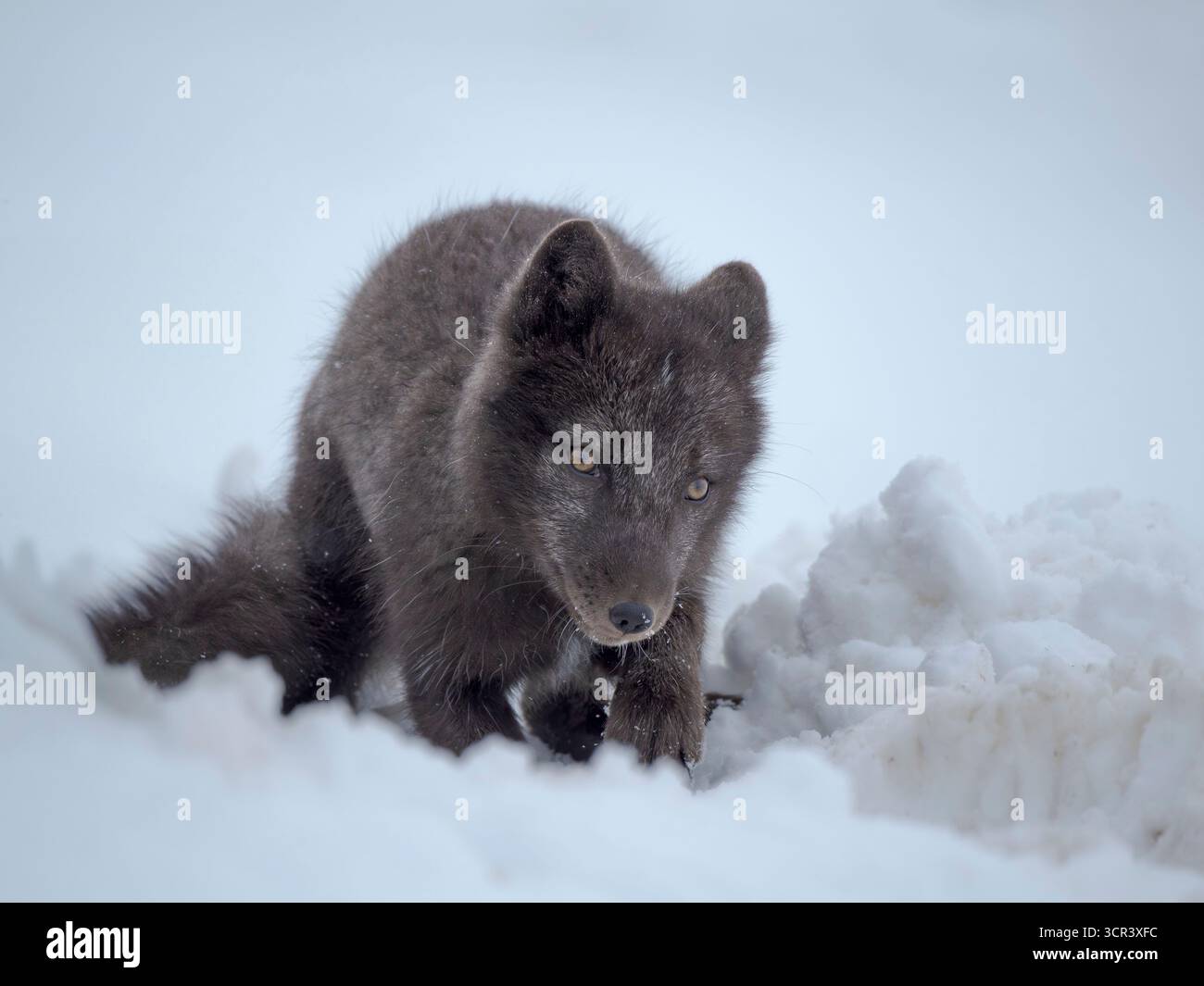 Volpe artica (Vulpes lagopus) chiamata anche volpe bianca, volpe polare o volpe della neve durante l'inverno a Moedrudalur. Europa, Nord Europa, Islanda Foto Stock