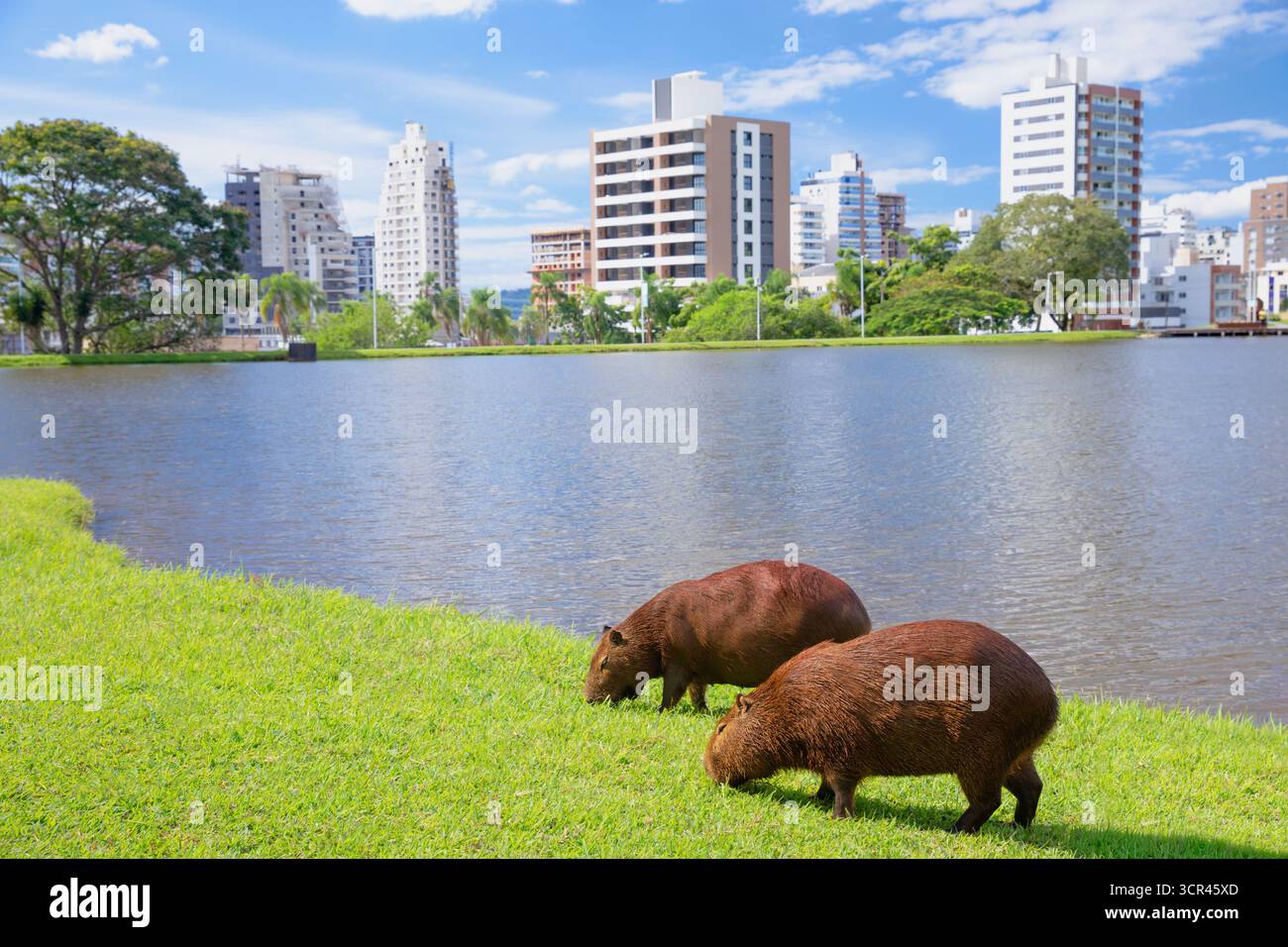 Gruppo di capybara che pascolano sull'erba verde accanto al lago con strade edifici sullo sfondo. Questo sorprendente contrasto tra la fauna selvatica e il paesaggio urbano illustra Foto Stock