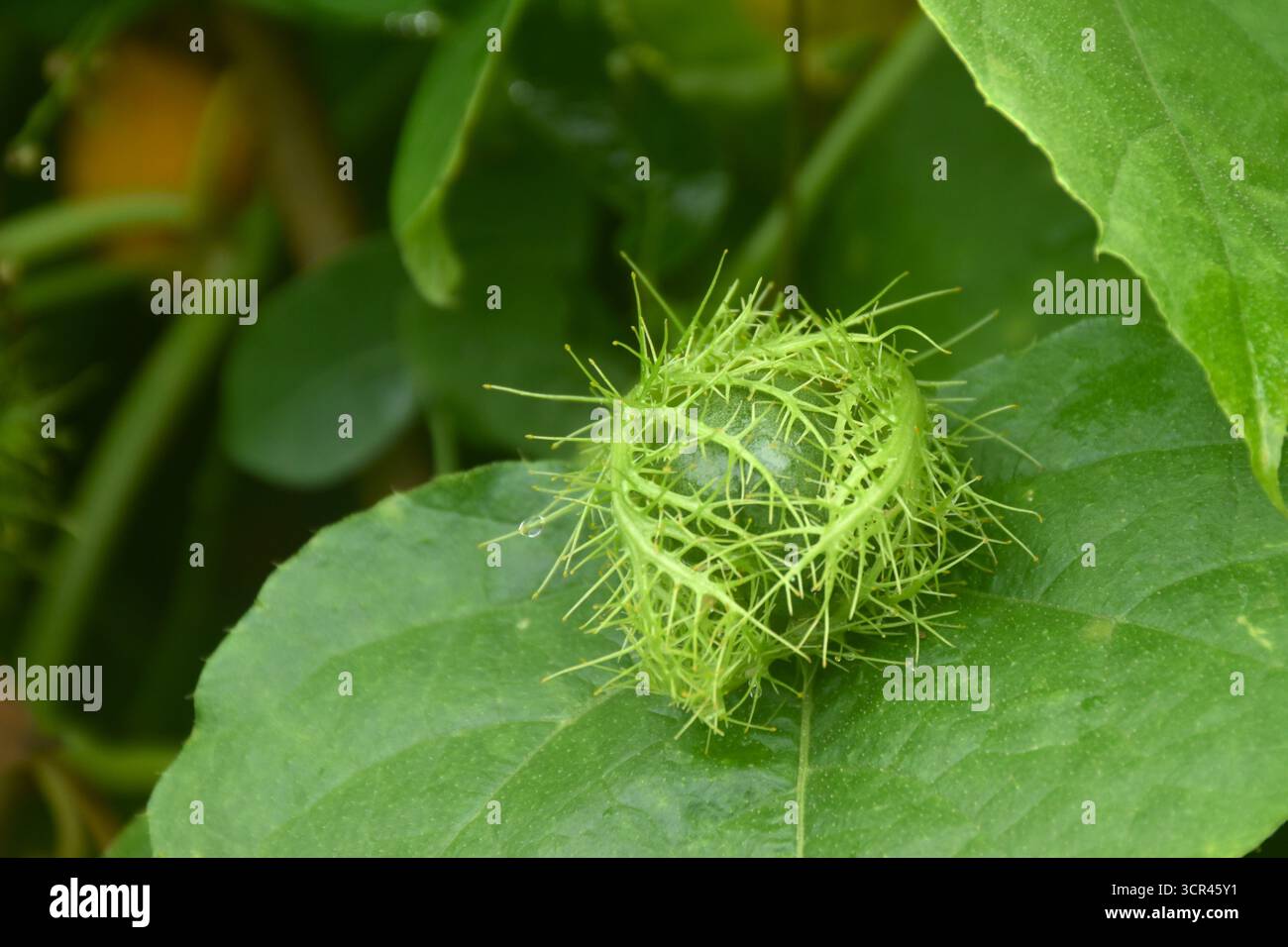 fiori di frutto della passione scarlatta o erbe tropicali della passiflora foetida che crescono nel giardino del cortile Foto Stock