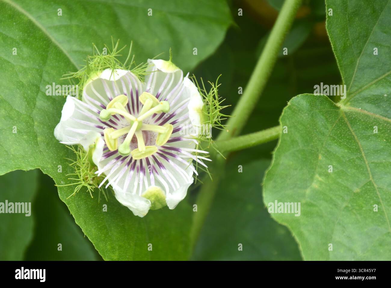 fiori di frutto della passione scarlatta o erbe tropicali della passiflora foetida che crescono nel giardino del cortile Foto Stock