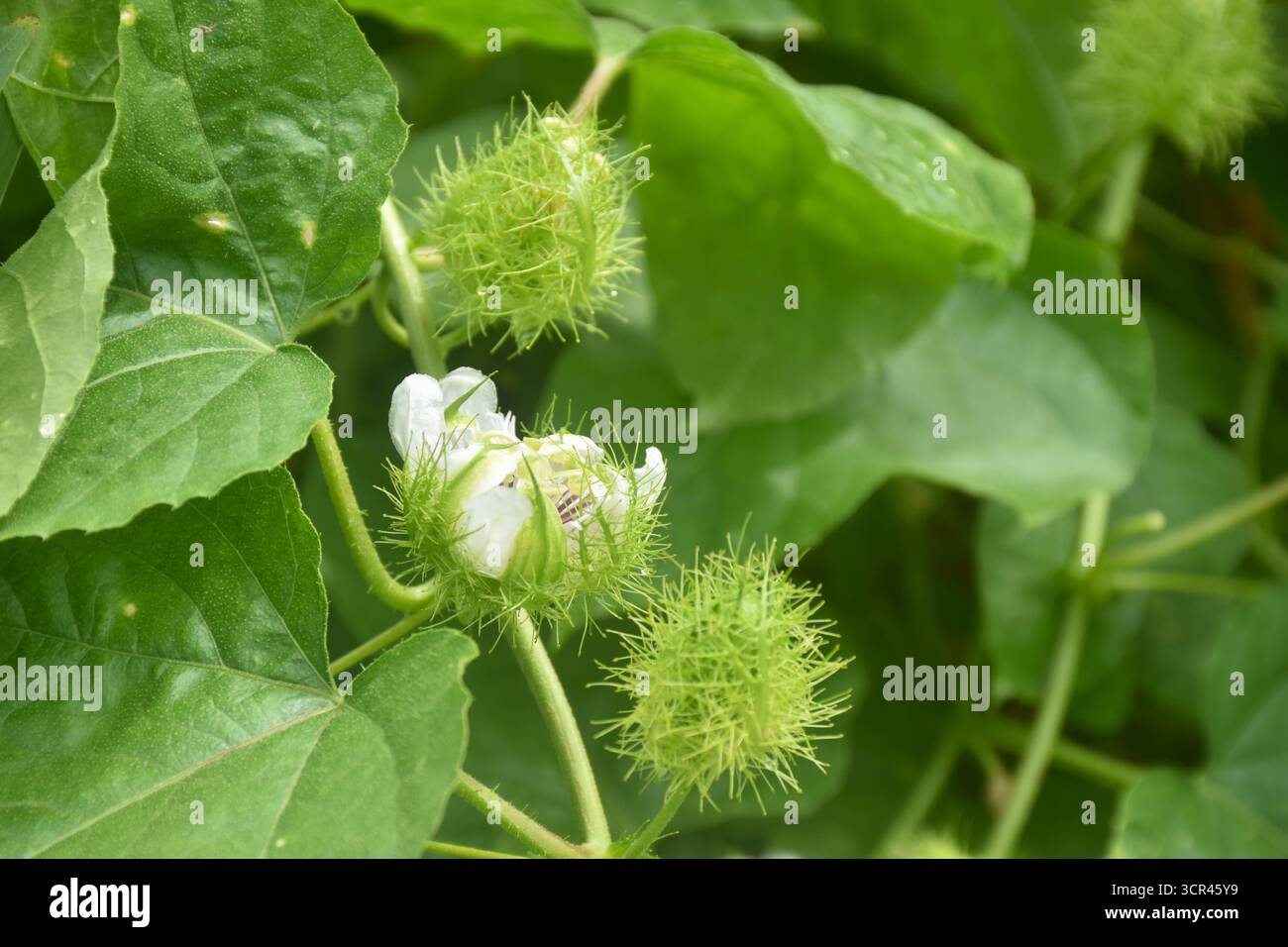 fiori di frutto della passione scarlatta o erbe tropicali della passiflora foetida che crescono nel giardino del cortile Foto Stock