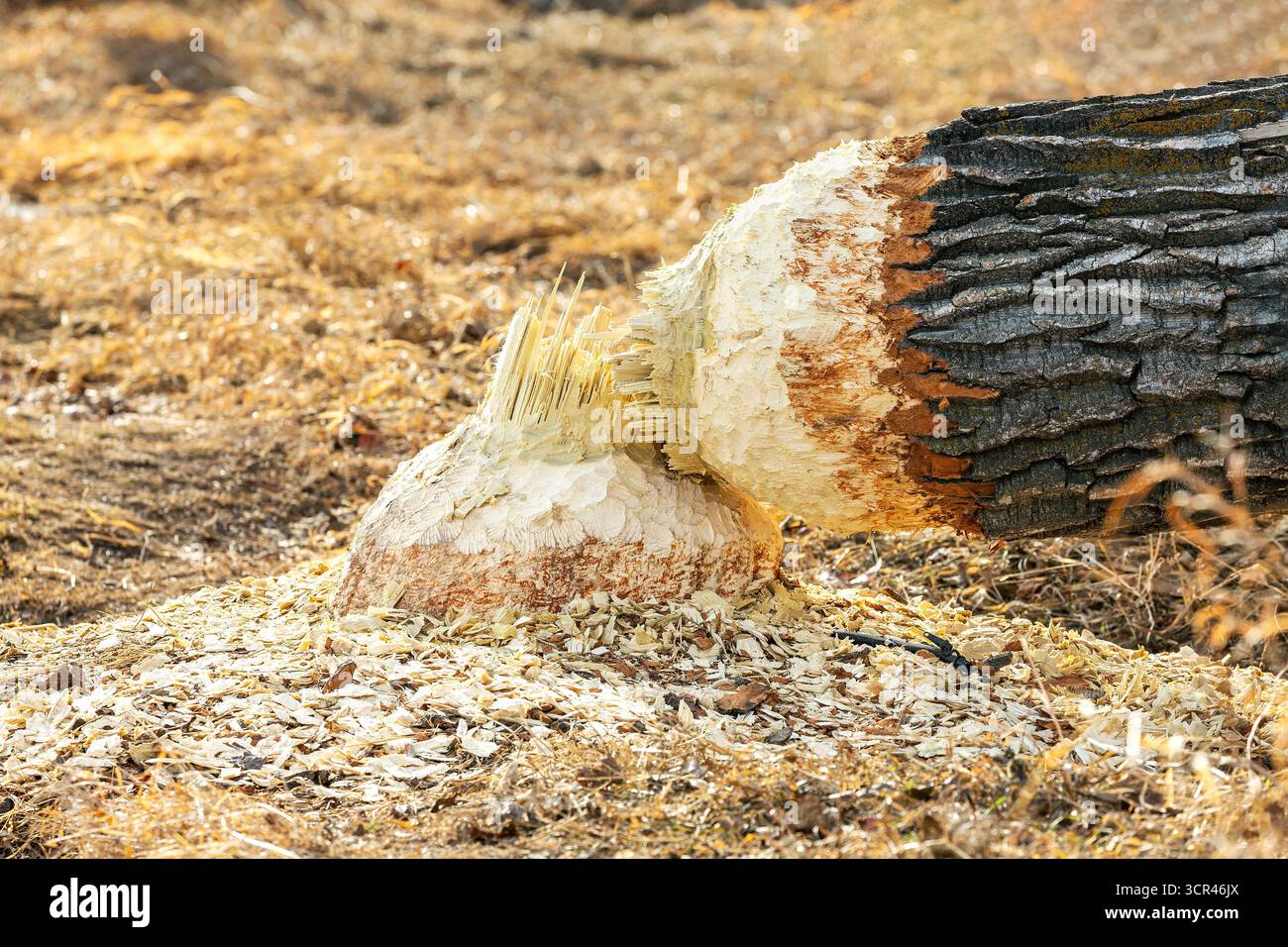 Albero abbattuto dal castoro con segni di denti visibili sul legno in un'area asciutta e ricoperta di erba. Canada Foto Stock