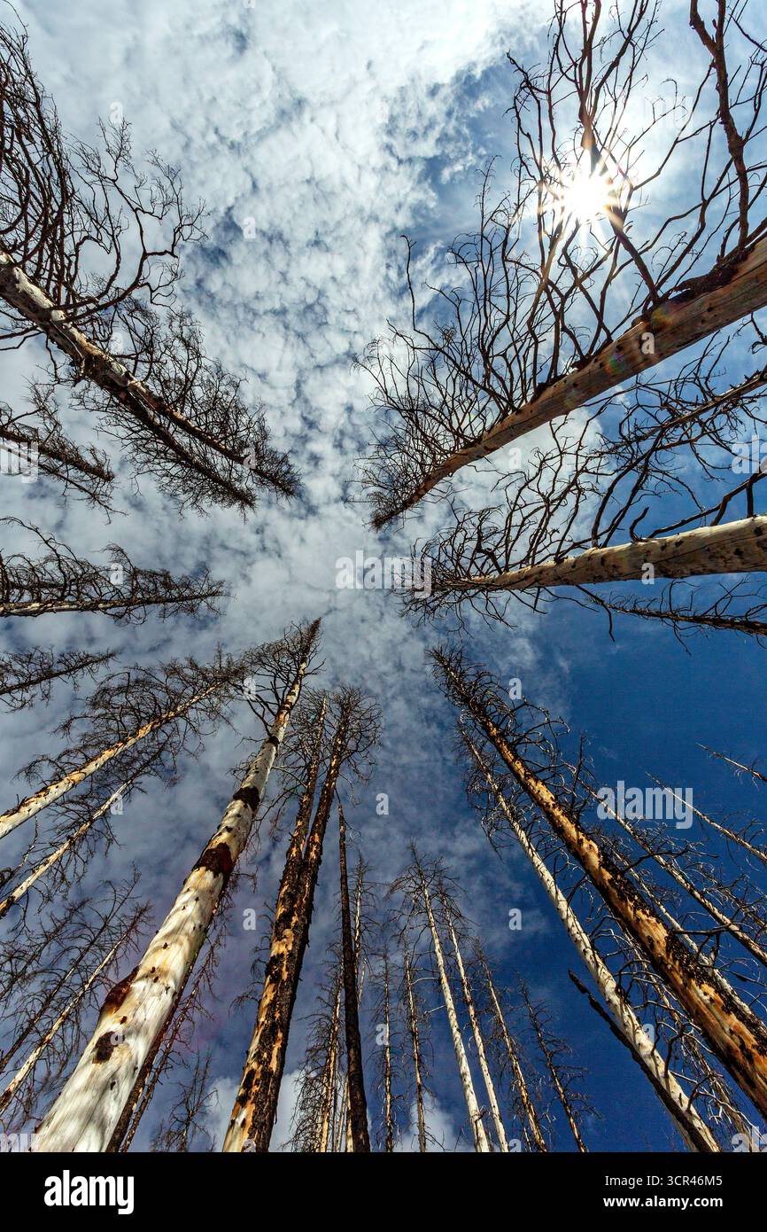 Alti alberi senza fronzoli raggiungono il cielo in parte nuvoloso con un sole luminoso. Alberta, Canada Foto Stock