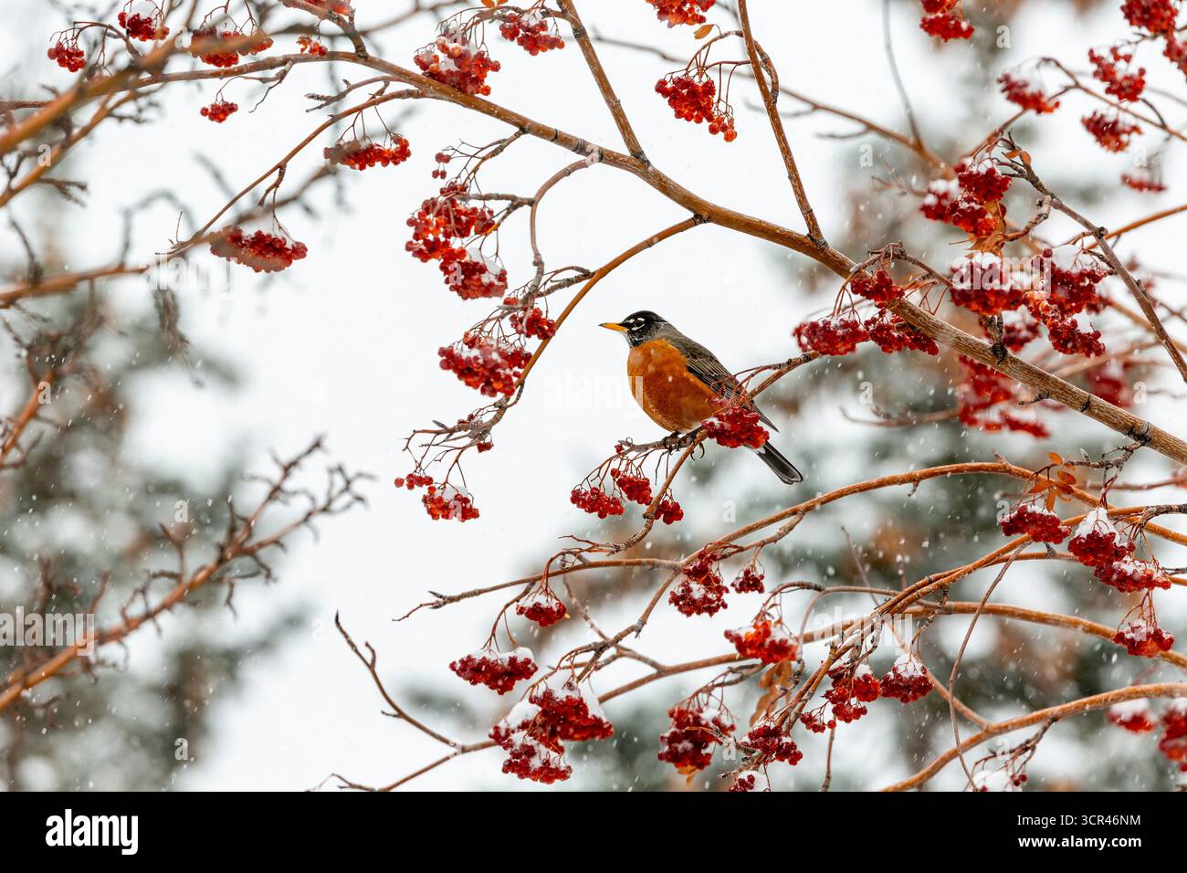 Un robin poggia su rami innevati con grappoli di bacche rosse. Alberta, Canada Foto Stock