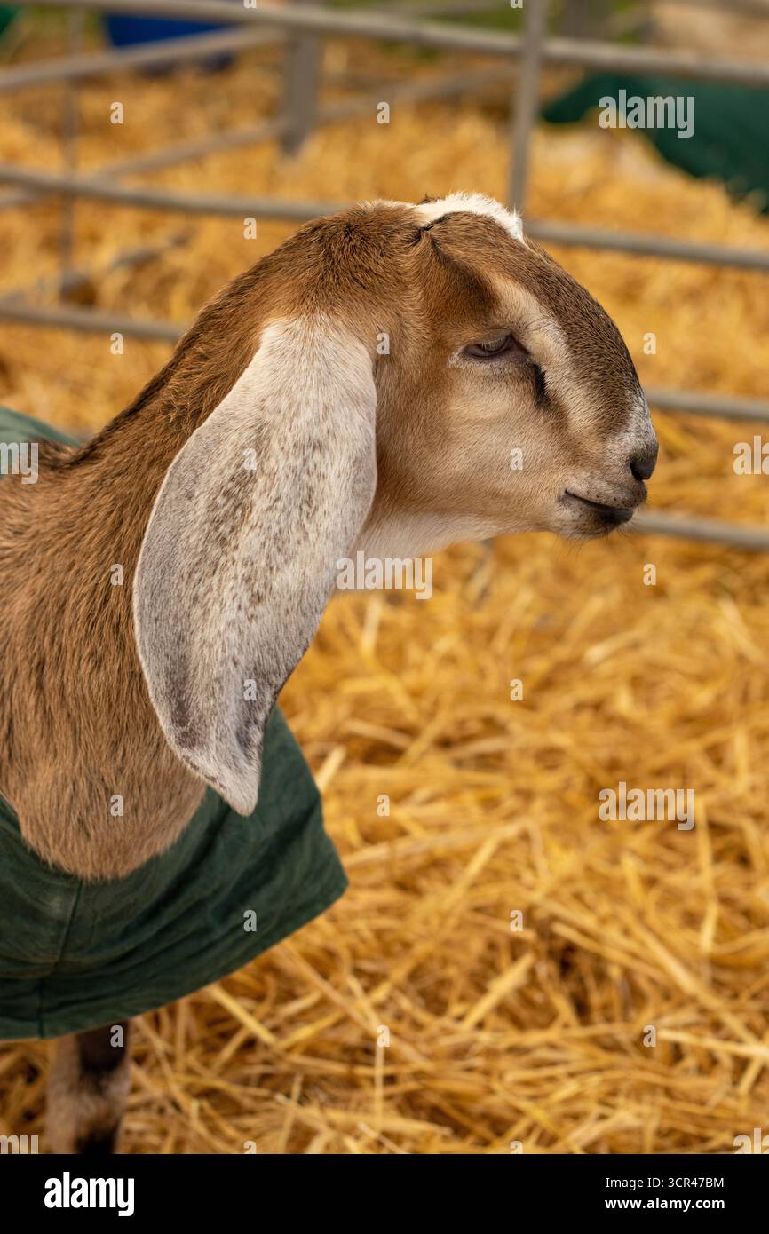 Primo piano della testa e delle spalle di una capra britannica di Toggenburg al Devon County Show - maggio 2025 a Exeter, Regno Unito Foto Stock
