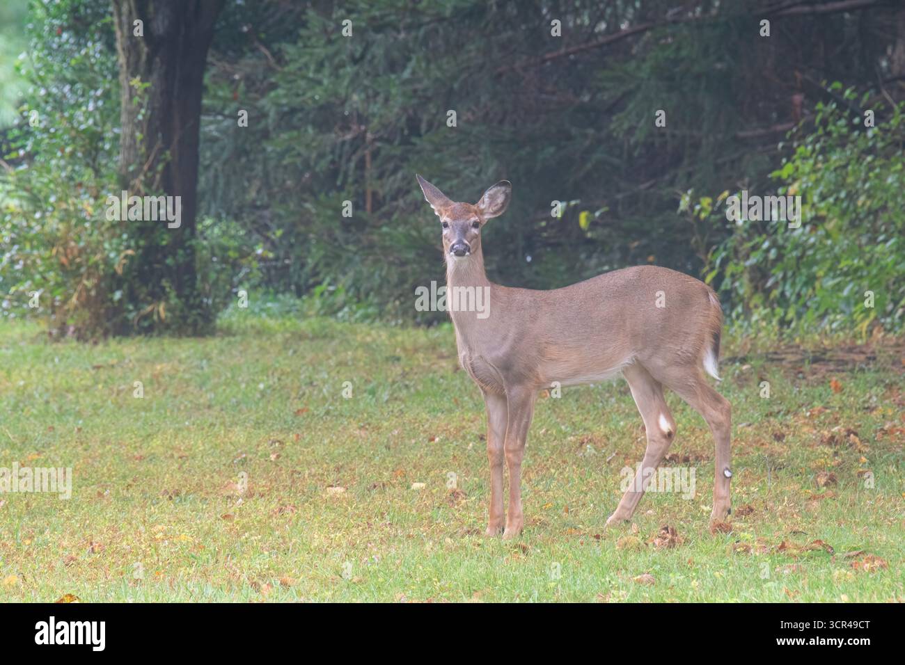 Il giovane Whitetail Doe si trova vicino a un Treeline in una mattina nebbiosa Foto Stock