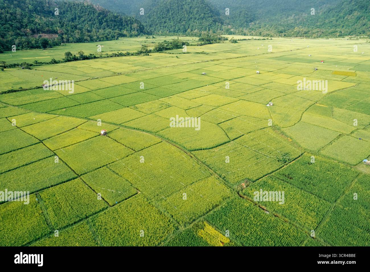 Vista aerea di lussureggianti risaie verdi che si estendono verso colline lontane sotto un cielo limpido. Aceh Jaya Regency, Aceh, Sumatra, Indonesia Foto Stock