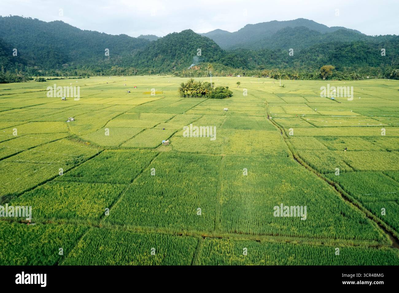 Ampie rigogliose risaie verdi con lontane colline boscose sotto un cielo nuvoloso. Aceh Jaya Regency, Aceh, Sumatra, Indonesia Foto Stock