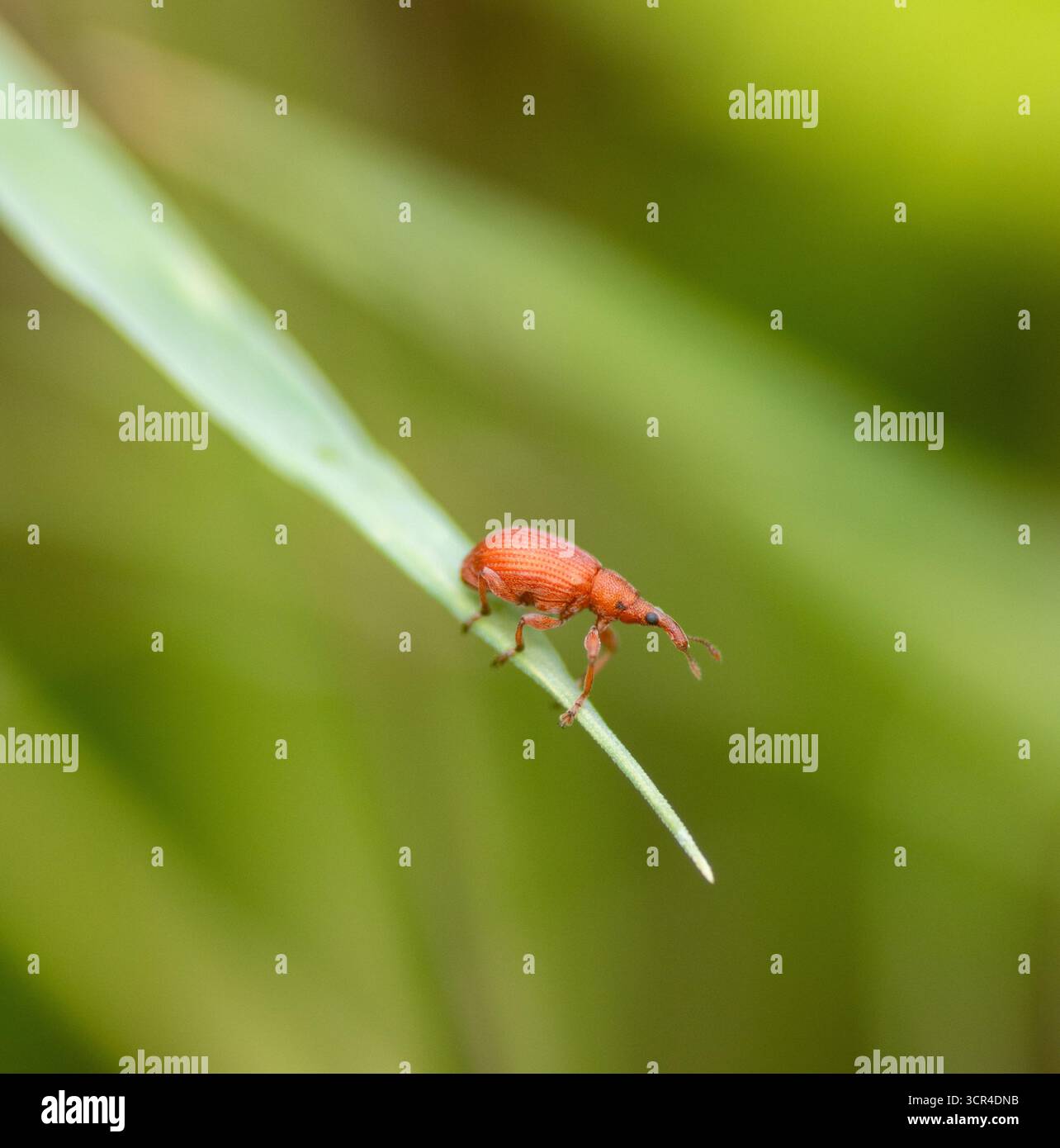 Red Rumex Weevil (Apion frumentarium) all'estremità di una lama d'erba verde isolata su uno sfondo naturale Foto Stock