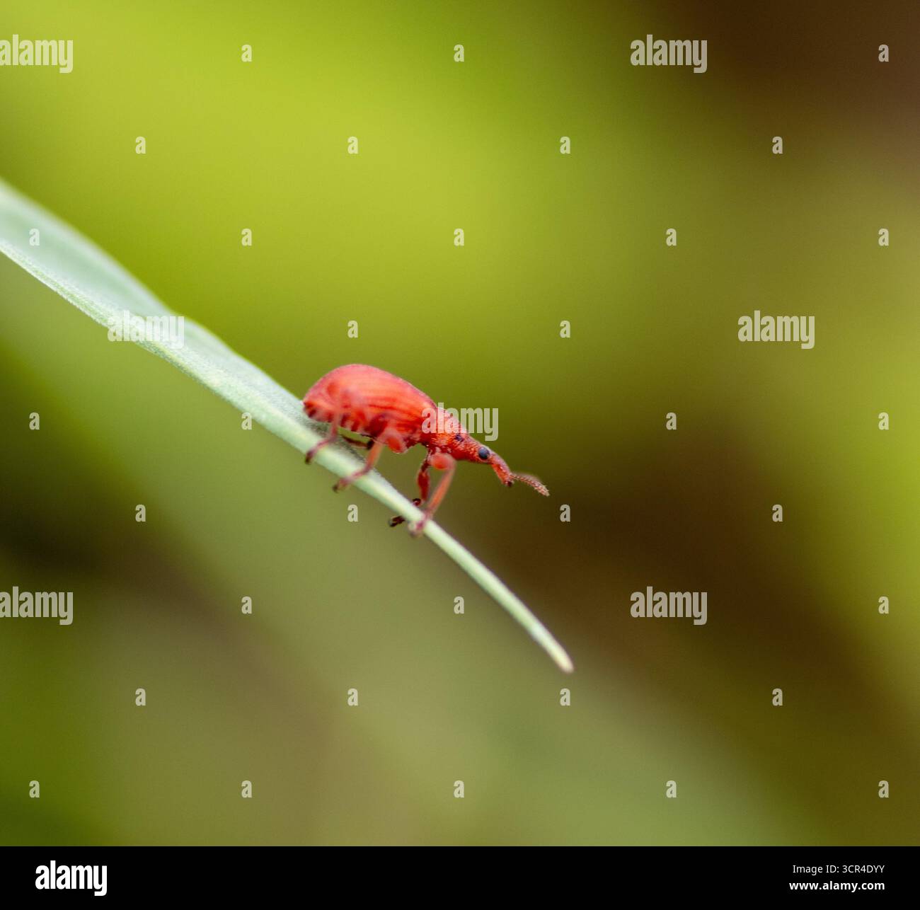 Red Rumex Weevil (Apion frumentarium) all'estremità di una lama d'erba verde isolata su uno sfondo naturale Foto Stock