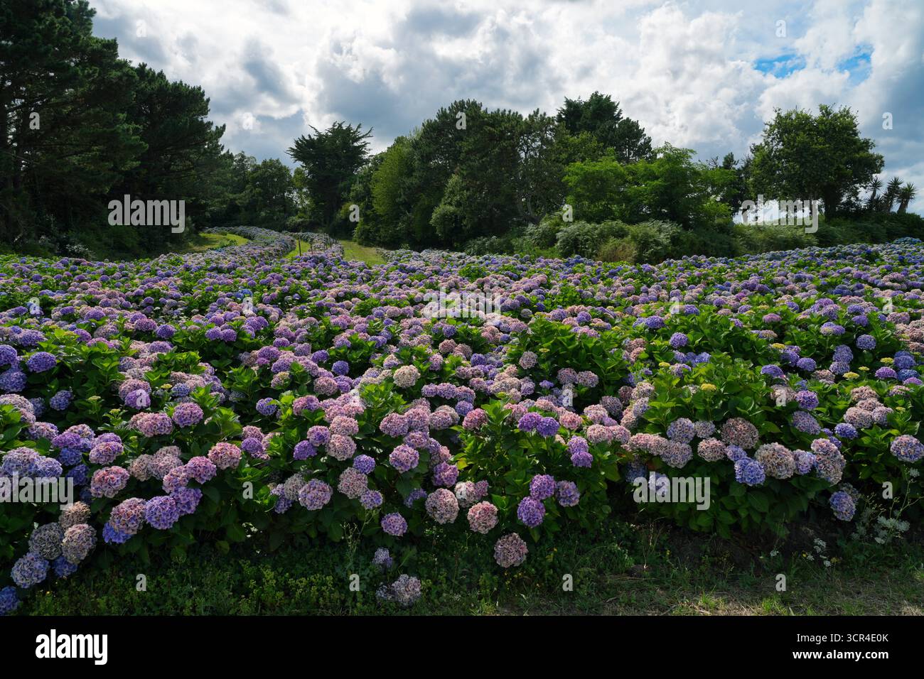 Veduta di un vivaio di ortensie che pende verso l'Oceano Atlantico a Paimpol, Britanny Foto Stock