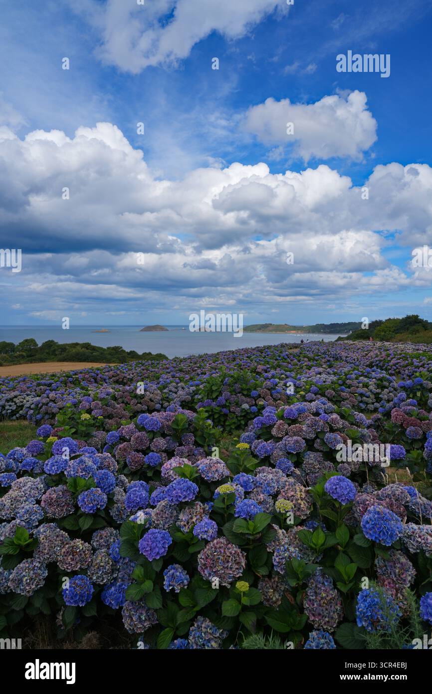 Veduta di un vivaio di ortensie che pende verso l'Oceano Atlantico a Paimpol, Britanny Foto Stock