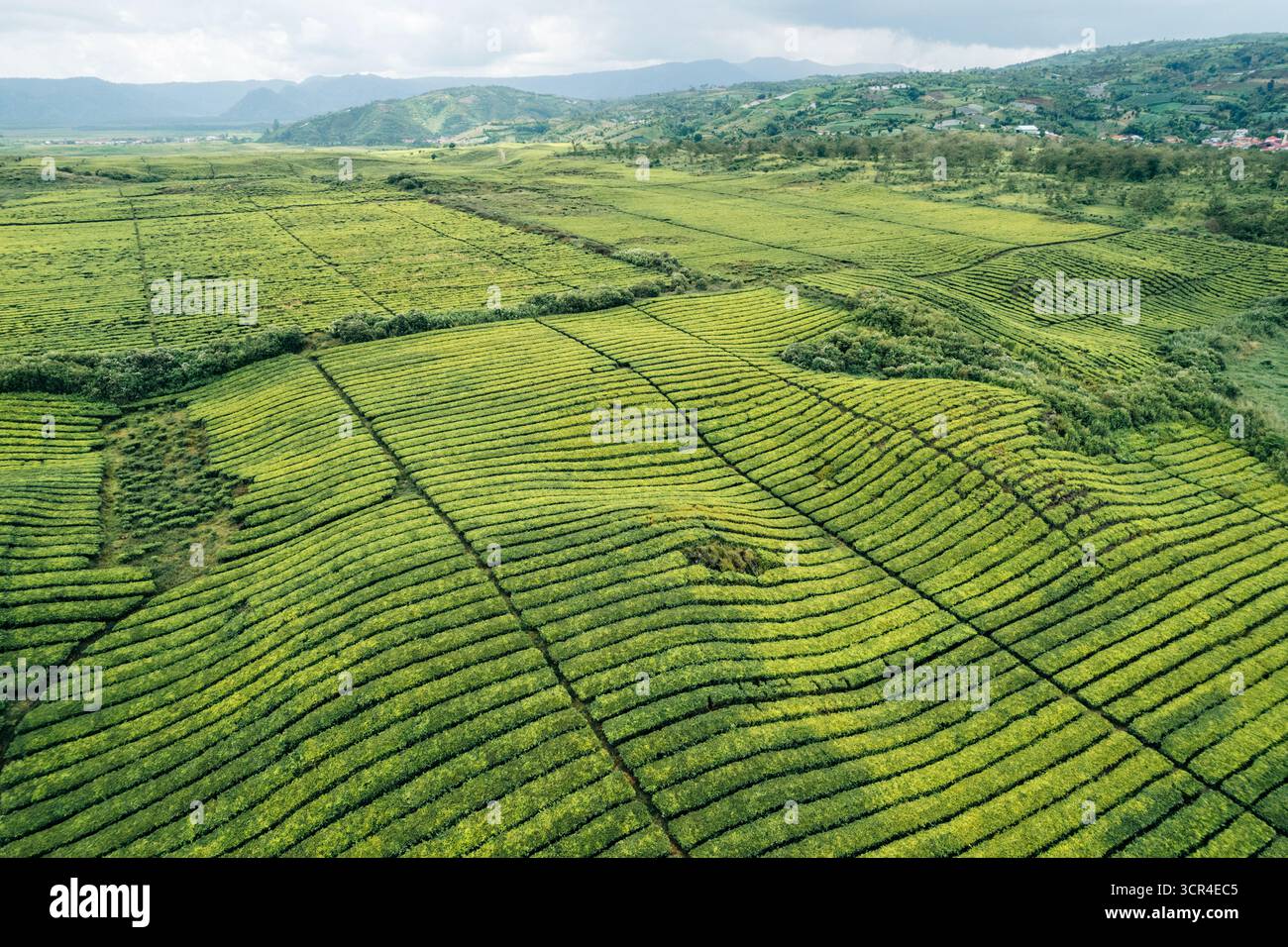 Vista aerea di vaste e lussureggianti piantagioni di tè verdi con colline ondulate sullo sfondo. Vicino al vulcano Gunung Kerinci, Kayu Aro, Kerinci Regency, Jambi, Indonesia Foto Stock