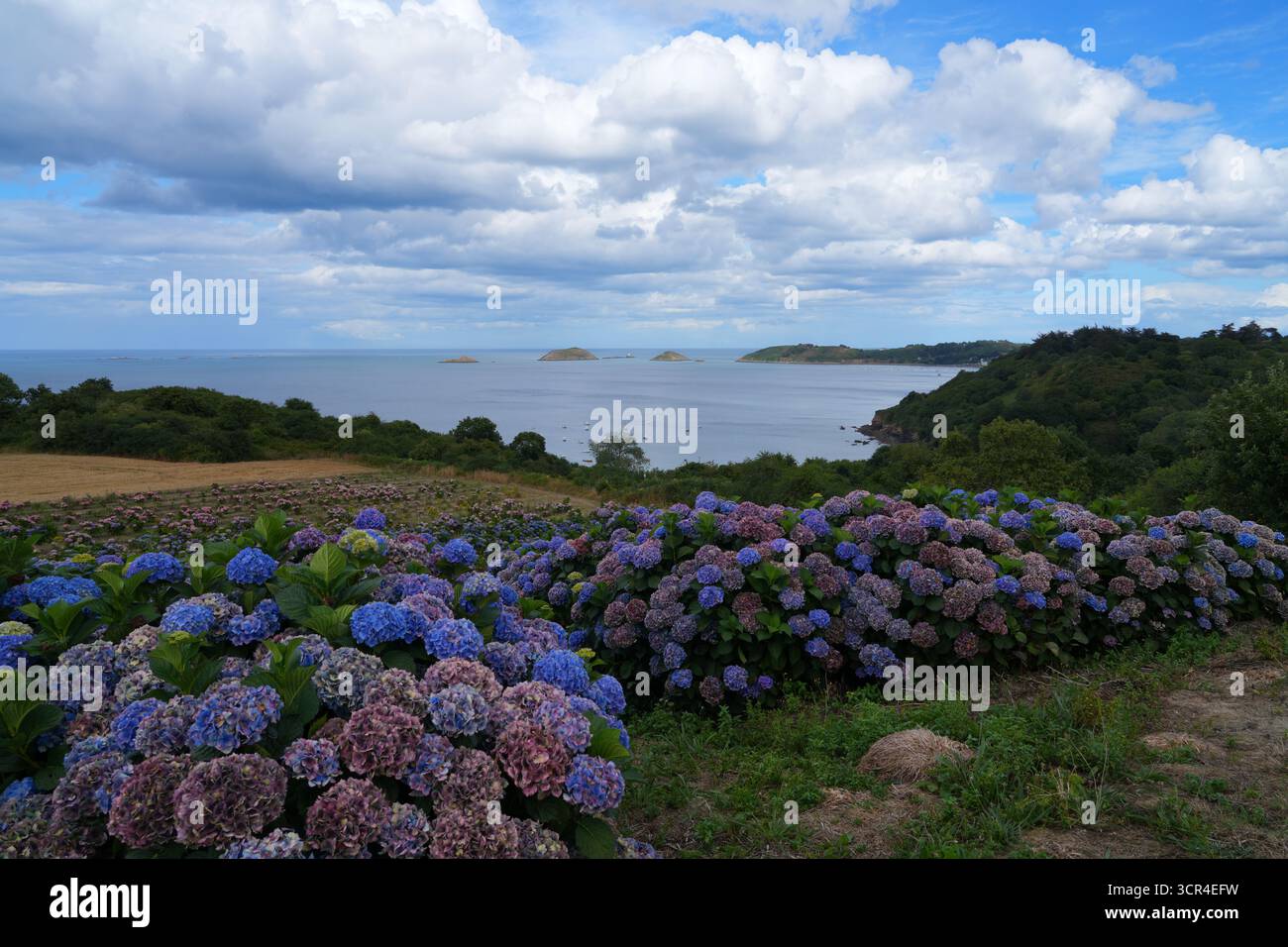 Veduta di un vivaio di ortensie che pende verso l'Oceano Atlantico a Paimpol, Britanny Foto Stock