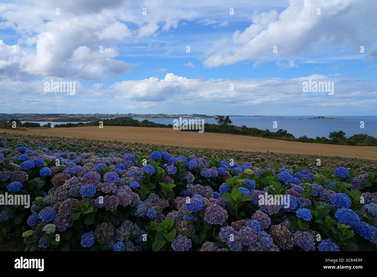Veduta di un vivaio di ortensie che pende verso l'Oceano Atlantico a Paimpol, Britanny Foto Stock