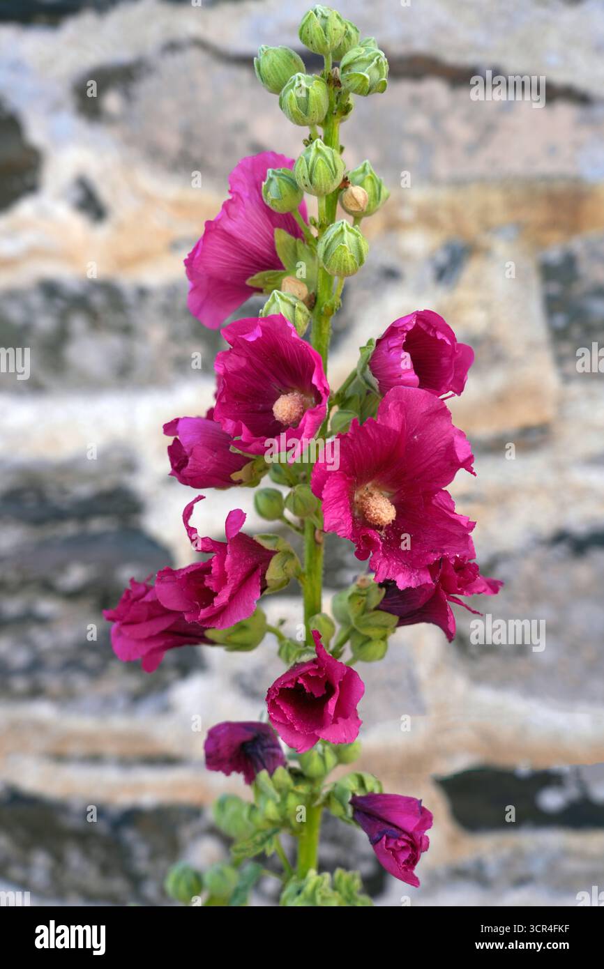 Rosa hollyhock alcea fiore rosea in fiore Foto Stock