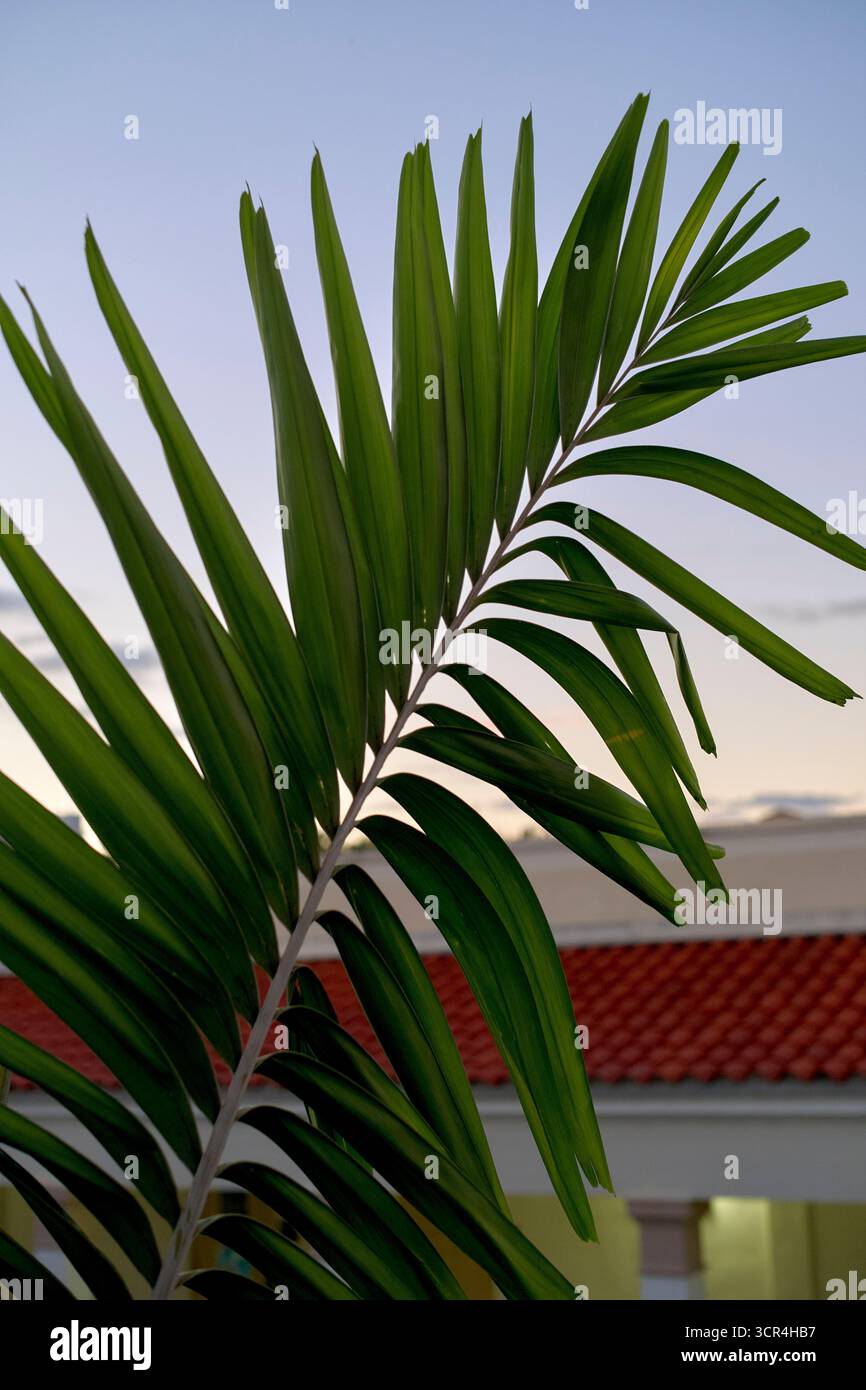 Fronteggiano palme su un cielo limpido con tetto in tegole rosse sullo sfondo. Miami, Florida, Stati Uniti Foto Stock
