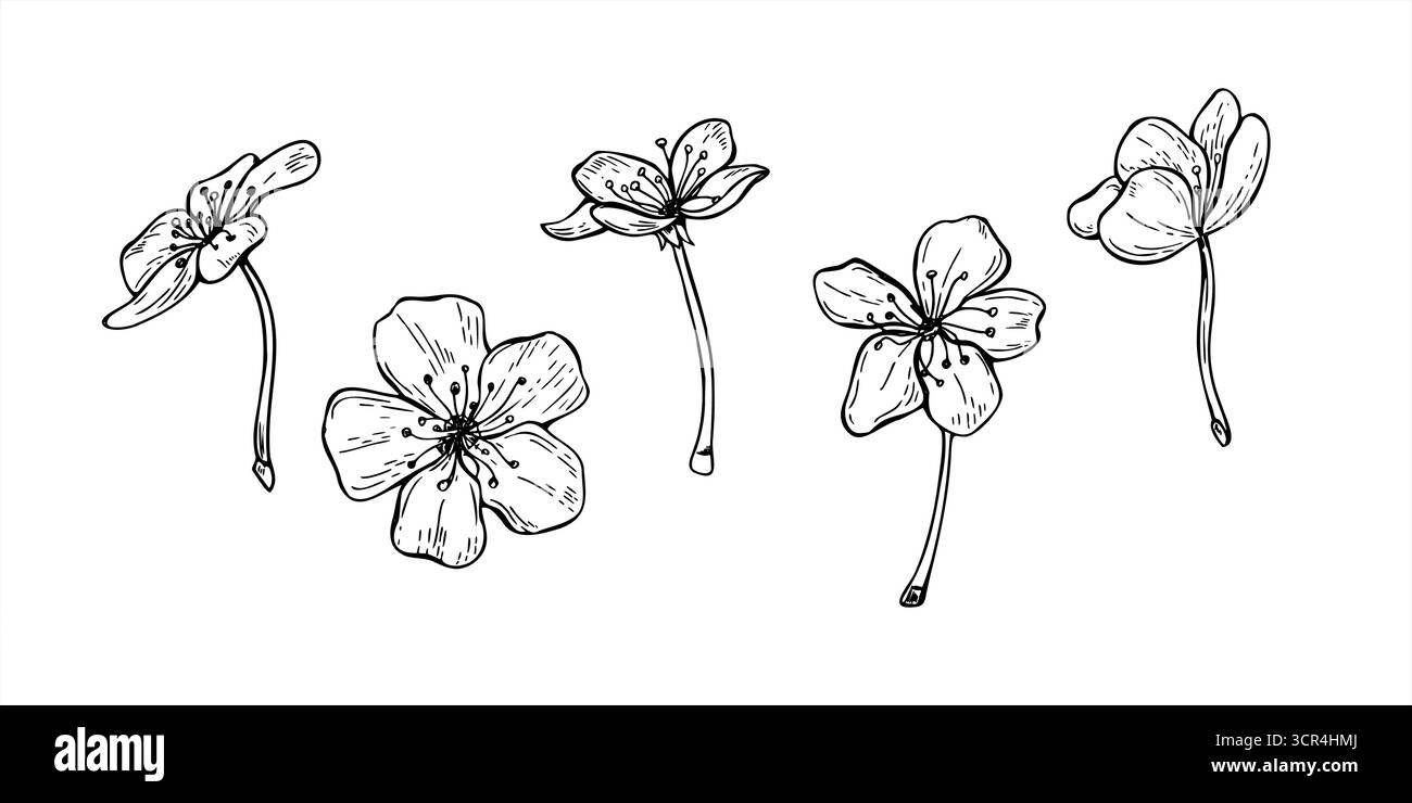 Immagine vettoriale monocromatica dei fiori di alberi da frutto. Set di fiori singoli di prugne, pesche, albicocche, mandorle o mele. Elementi di incisione floreale a molla Illustrazione Vettoriale