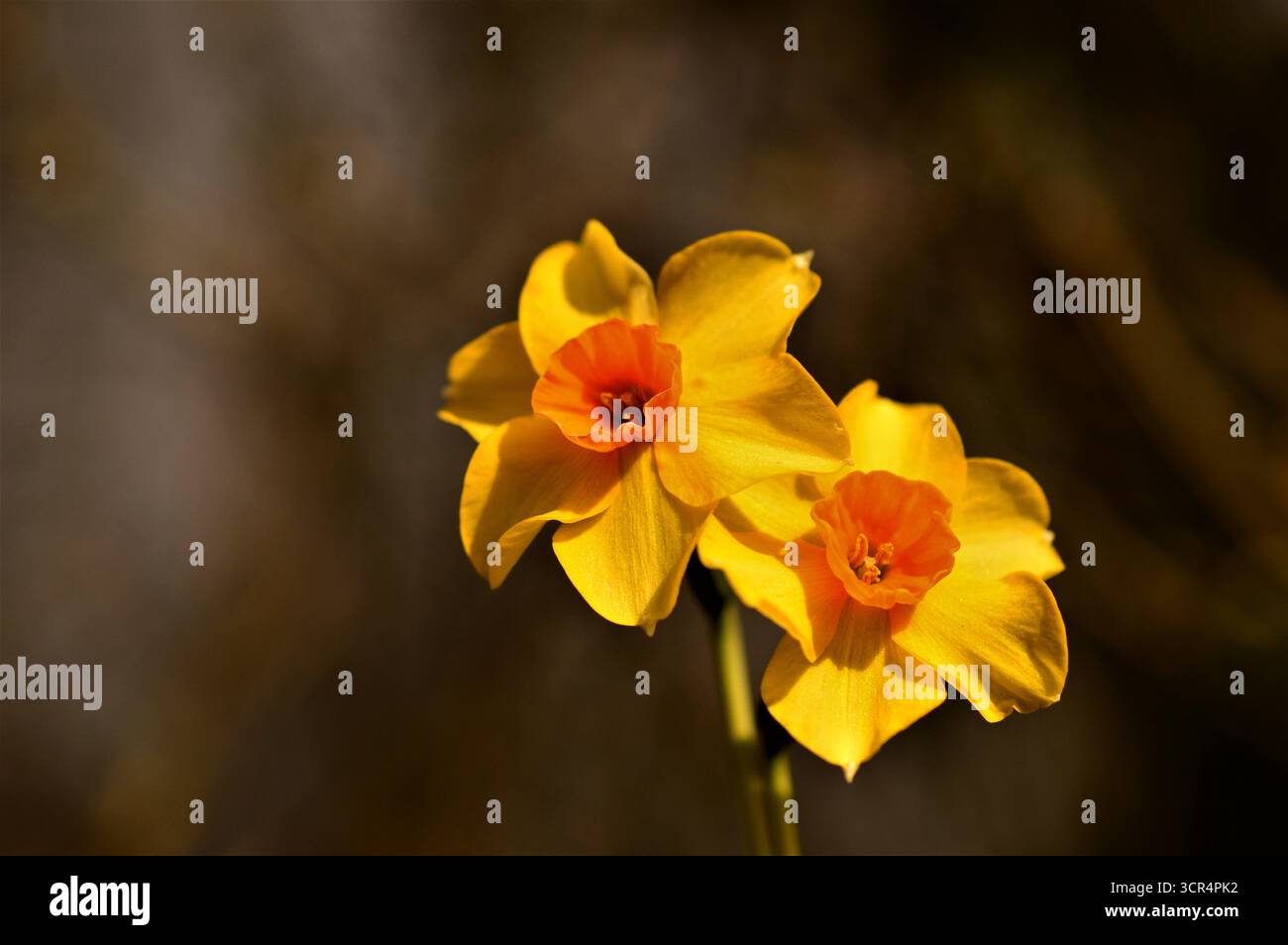 Narcissus Red Devon Foto Stock