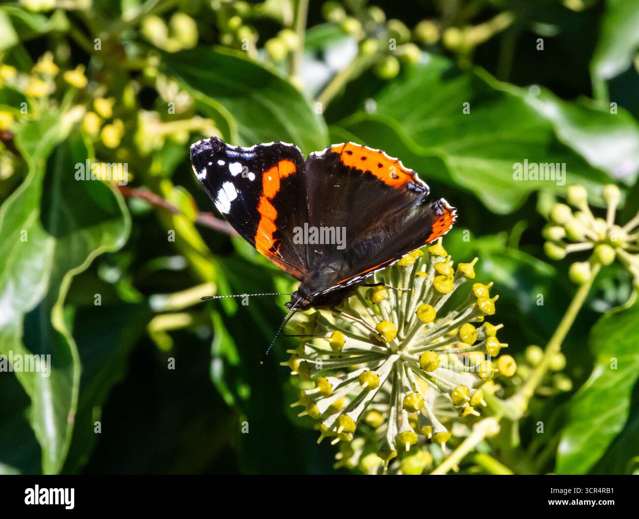 Ammiraglio rosso (Vanessa atalanta Foto Stock