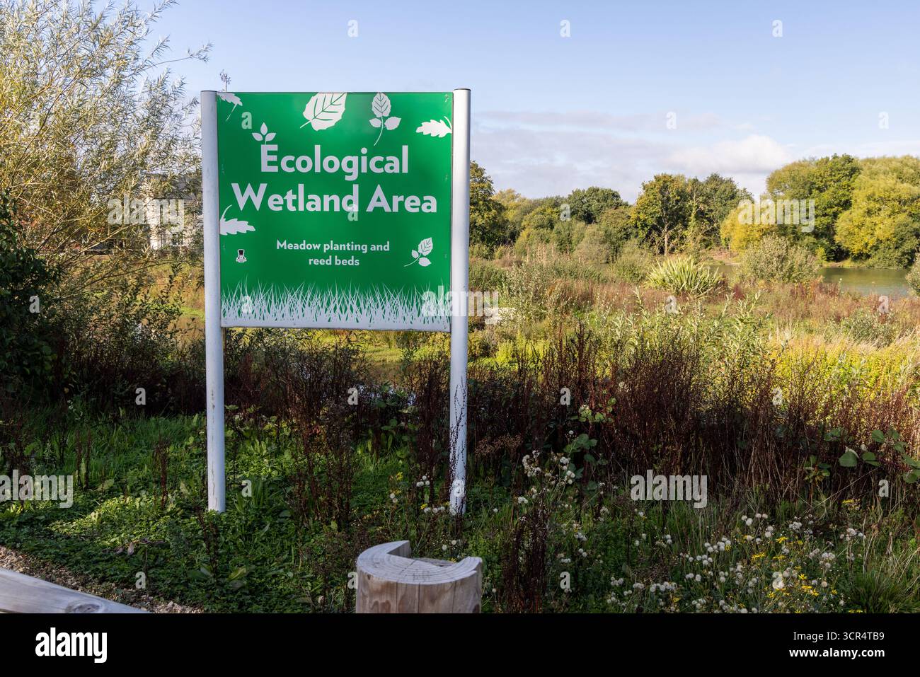Area umida ecologica nella città di mercato di Westbury, Wiltshire, Inghilterra, Regno Unito Foto Stock