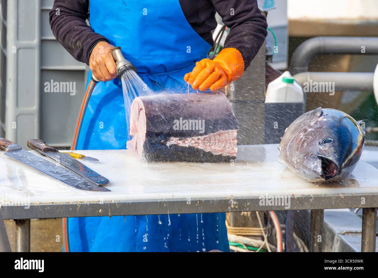 Pescatori che tagliano tonno fresco in tavola al mercato, primo piano della lavorazione del pesce, della preparazione del pesce e della scena tradizionale della pesca. Foto Stock