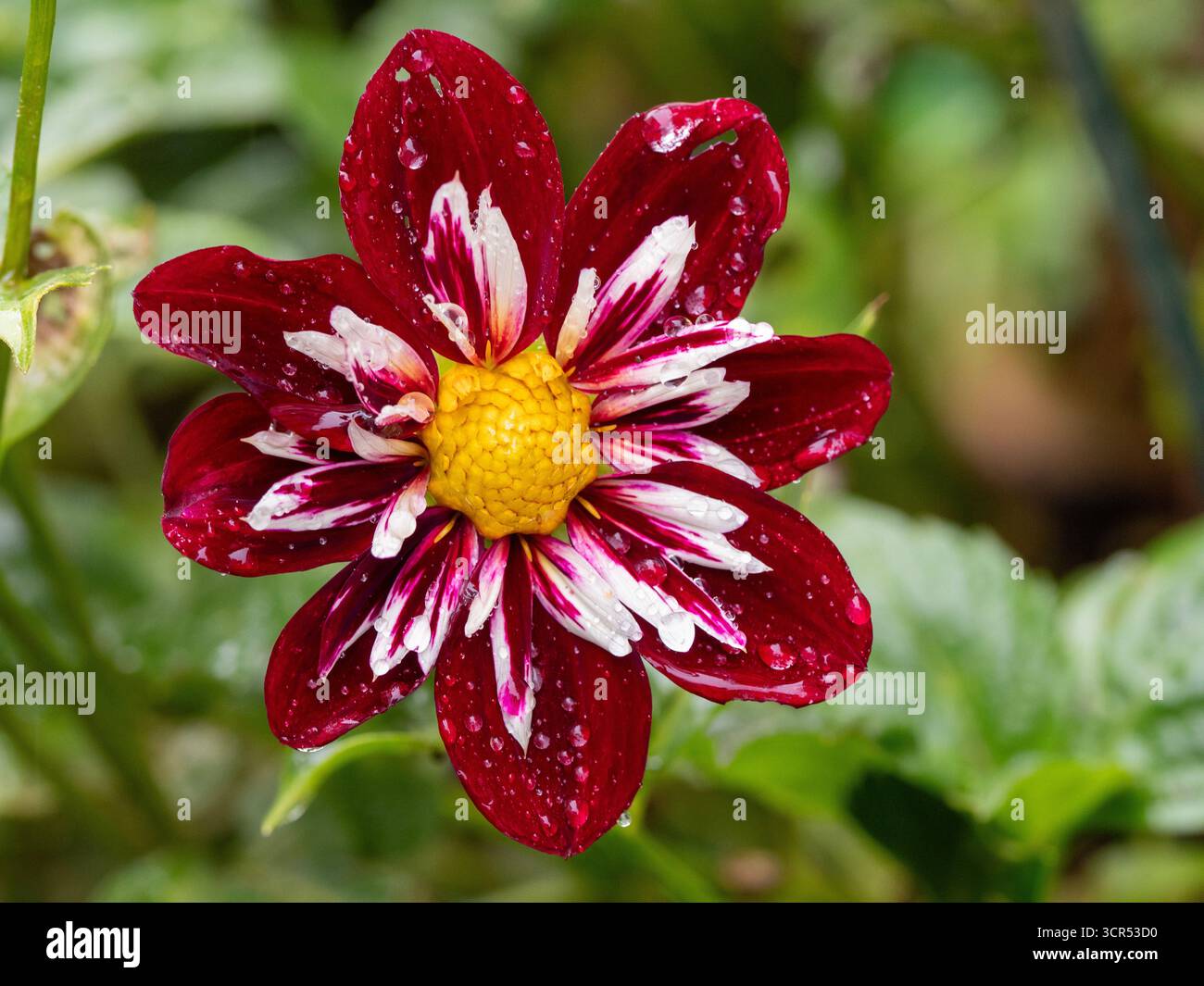 Collarette singola Dahlia dopo la pioggia. Splendida farfalla notturna Dahlia con gocce di pioggia. Foto Stock