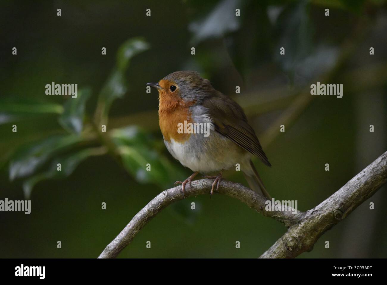 Primo piano centrale, Ritratto a sinistra di un Robin europeo (erithacus rubecula) arroccato su un ramo ad arco, a livello degli occhi, su sfondo verde Foto Stock