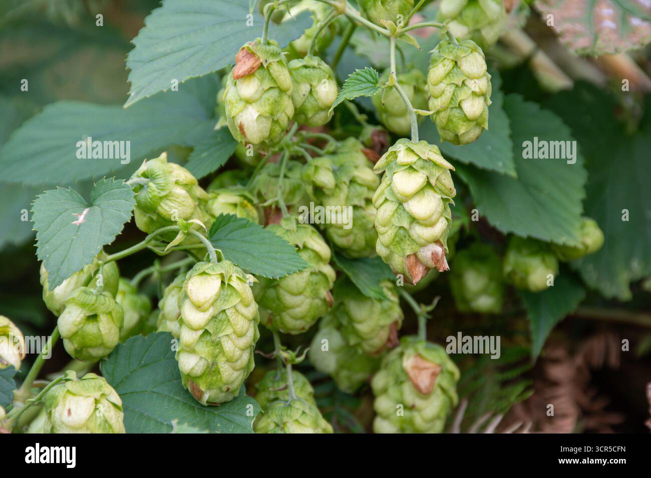 Fiori o coni femminili della pianta del luppolo o del luppolo (Humulus lupulus), utilizzati nella produzione della birra, Regno Unito Foto Stock Fiori o coni femminili della pianta del luppolo o del luppolo (Humulus lupulus), utilizzati nella produzione della birra, Regno Unito Foto Stock