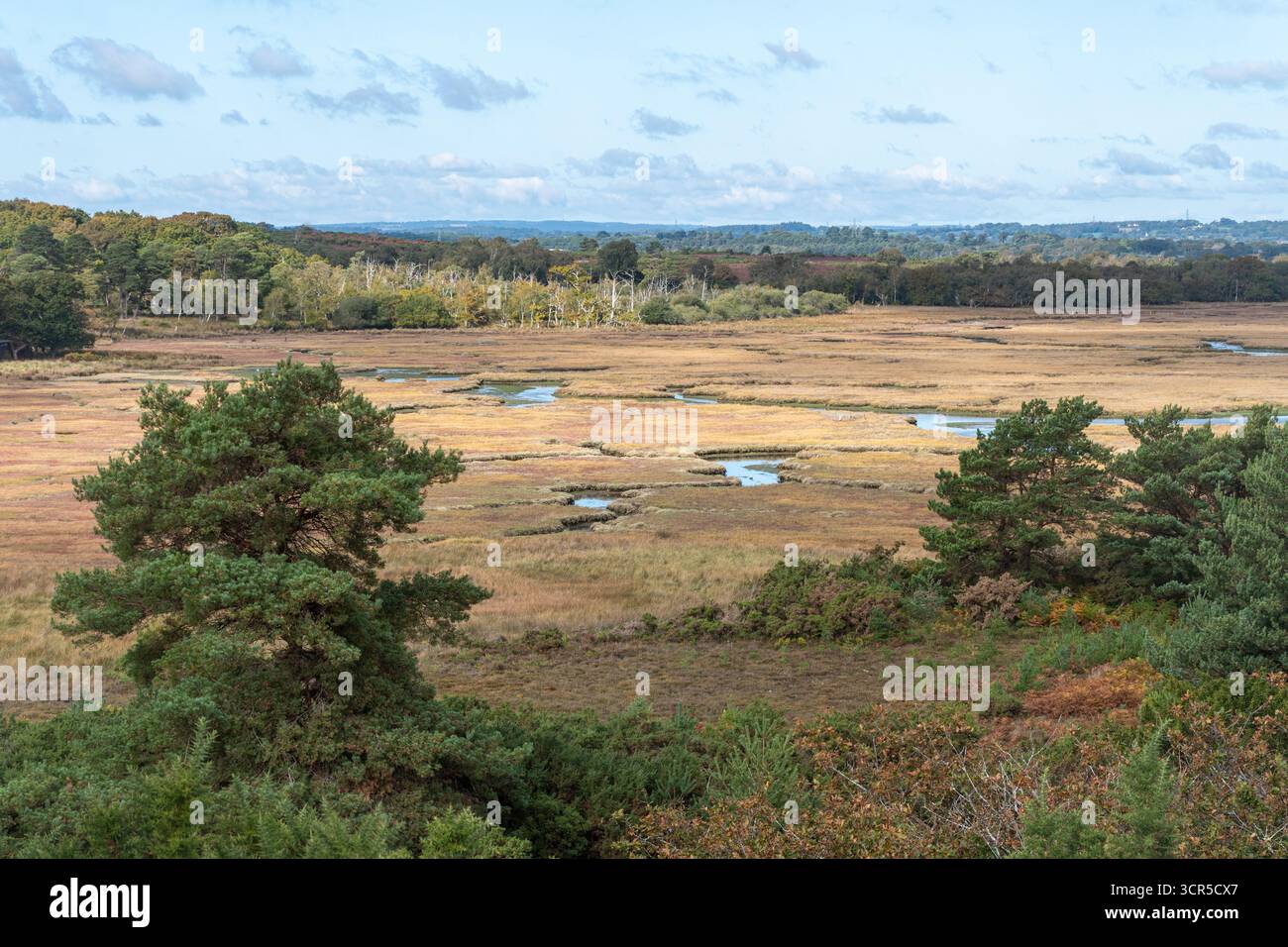 Saltmarsh presso RSPB Arne, parte della Purbeck Heath National Nature Reserve nel Dorset, Inghilterra, Regno Unito. Le paludi salmastre sono habitat importanti per gli uccelli e la fauna selvatica Foto Stock Saltmarsh presso RSPB Arne, parte della Purbeck Heath National Nature Reserve nel Dorset, Inghilterra, Regno Unito. Le paludi salmastre sono habitat importanti per gli uccelli e la fauna selvatica Foto Stock