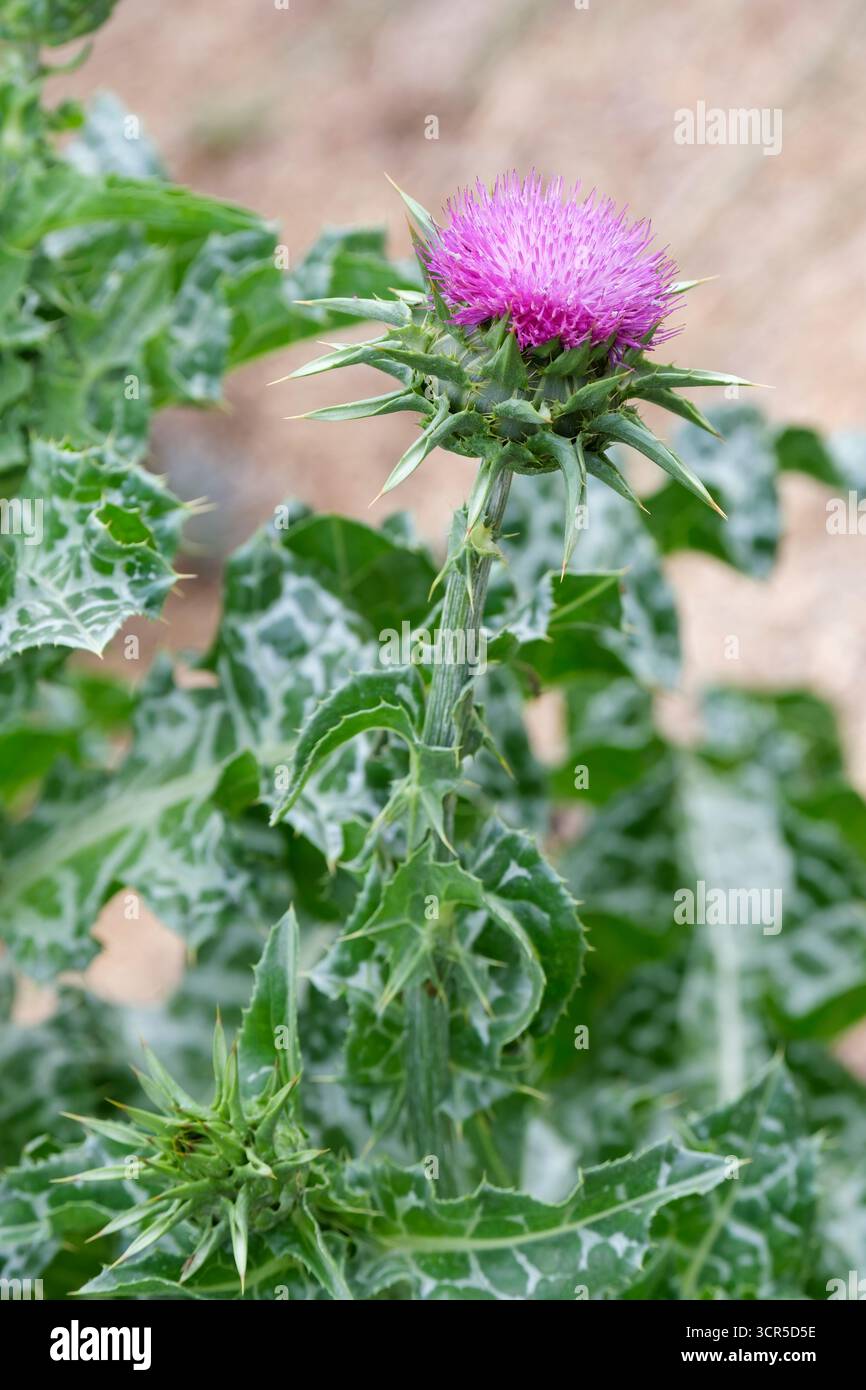 Silybum marianum, cardo da latte, cardo beata Maria, rosetta, foglie di verde scuro spinoso, vene bianche, teste di fiori viola, bratte spinose, Foto Stock