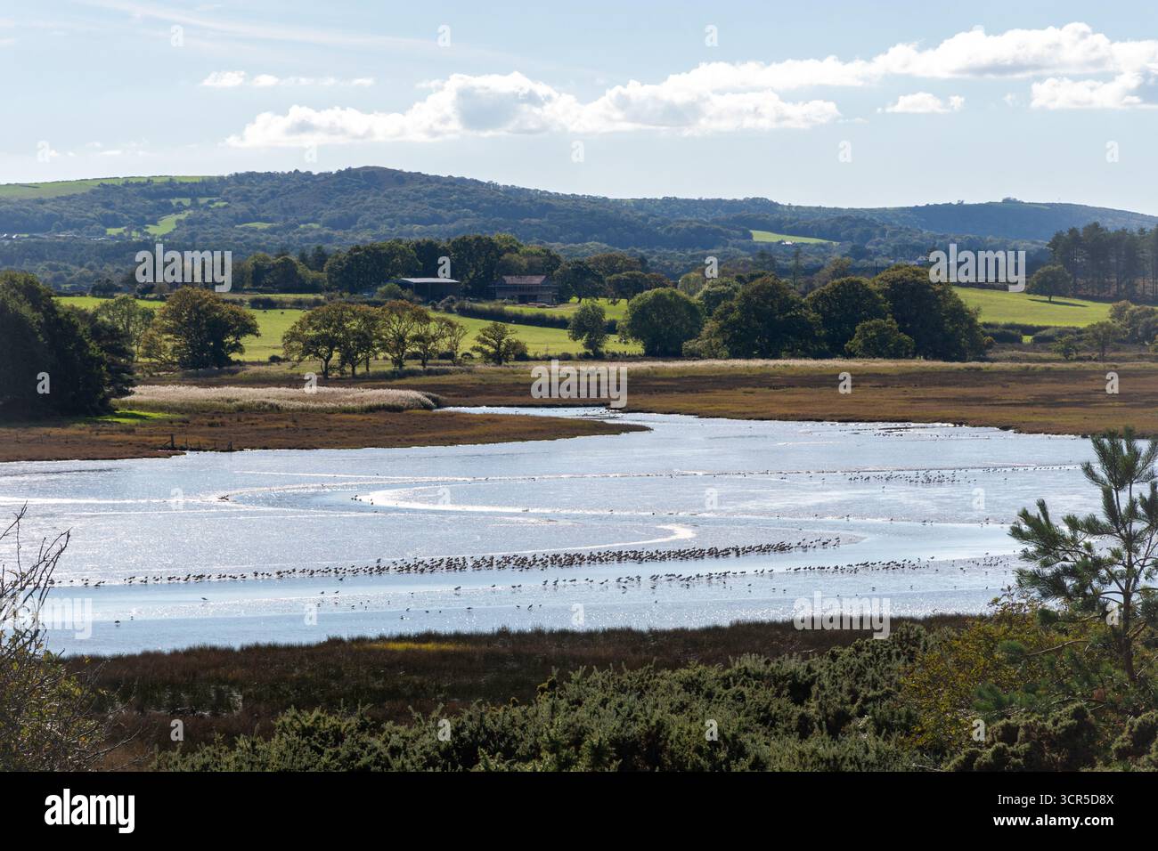 Veduta di un gran numero di guadi su distese di fango nel canale di Middlebere presso RSPB Arne, parte della riserva naturale nazionale Purbeck Heath, Dorset, Inghilterra, Regno Unito Foto Stock