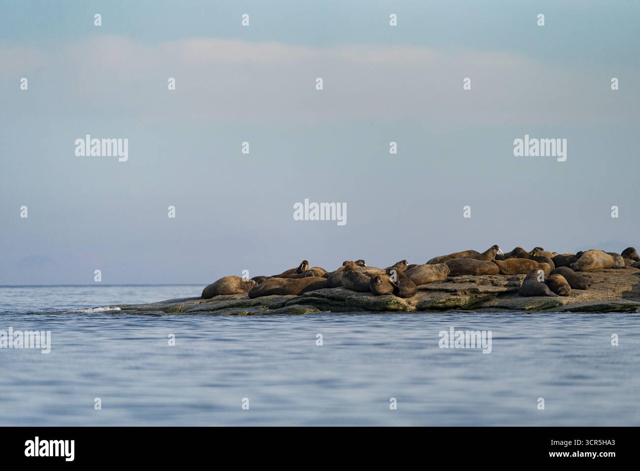 La vista di un isolotto roccioso è brulicante di foche che si crogiolano sotto la luce artica soffusa vicino alle tranquille e ondulate acque, Longyearbyen, Svalbard Foto Stock