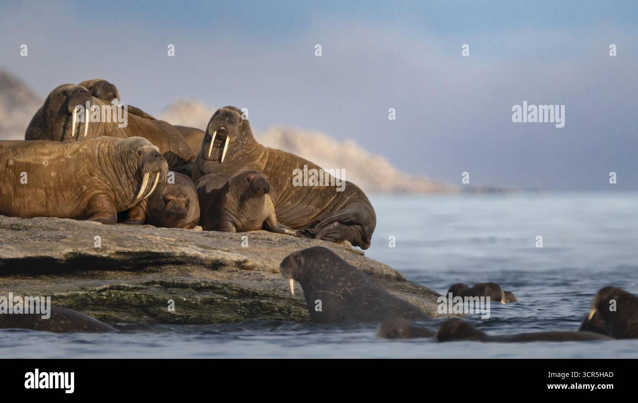 Vista dei trichechi crogiolati nella luce soffusa dell'affioramento roccioso, le loro zanne brillano contro le fredde acque blu dell'Artico, di Longyearbyen, delle Svalbard e di Jan Mayen. Foto Stock