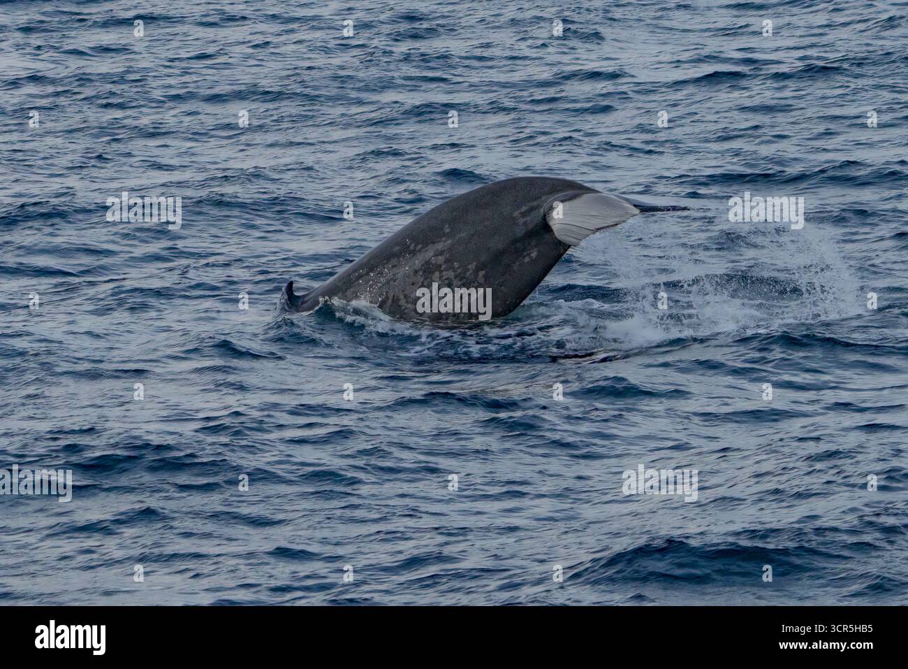 Vista di una balena azzurra che si allontana dalla superficie, il suo corpo scuro che contrasta con il bianco della sua pinna e lo spruzzo spumeggiante delle acque artiche, Longyearbyen, Svalbard. Foto Stock