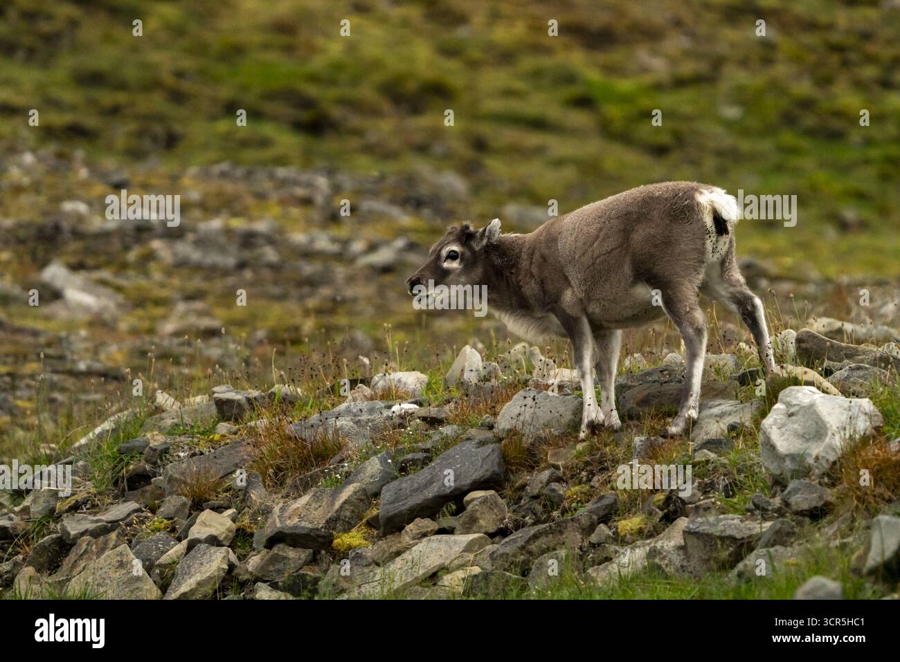 Vista di una giovane renna delle Svalbard in piedi tra il terreno roccioso, la sua morbida pelliccia si mescola con i colori tenui della tundra artica, Longyearbyen, Svalbard e Jan Mayen. Foto Stock