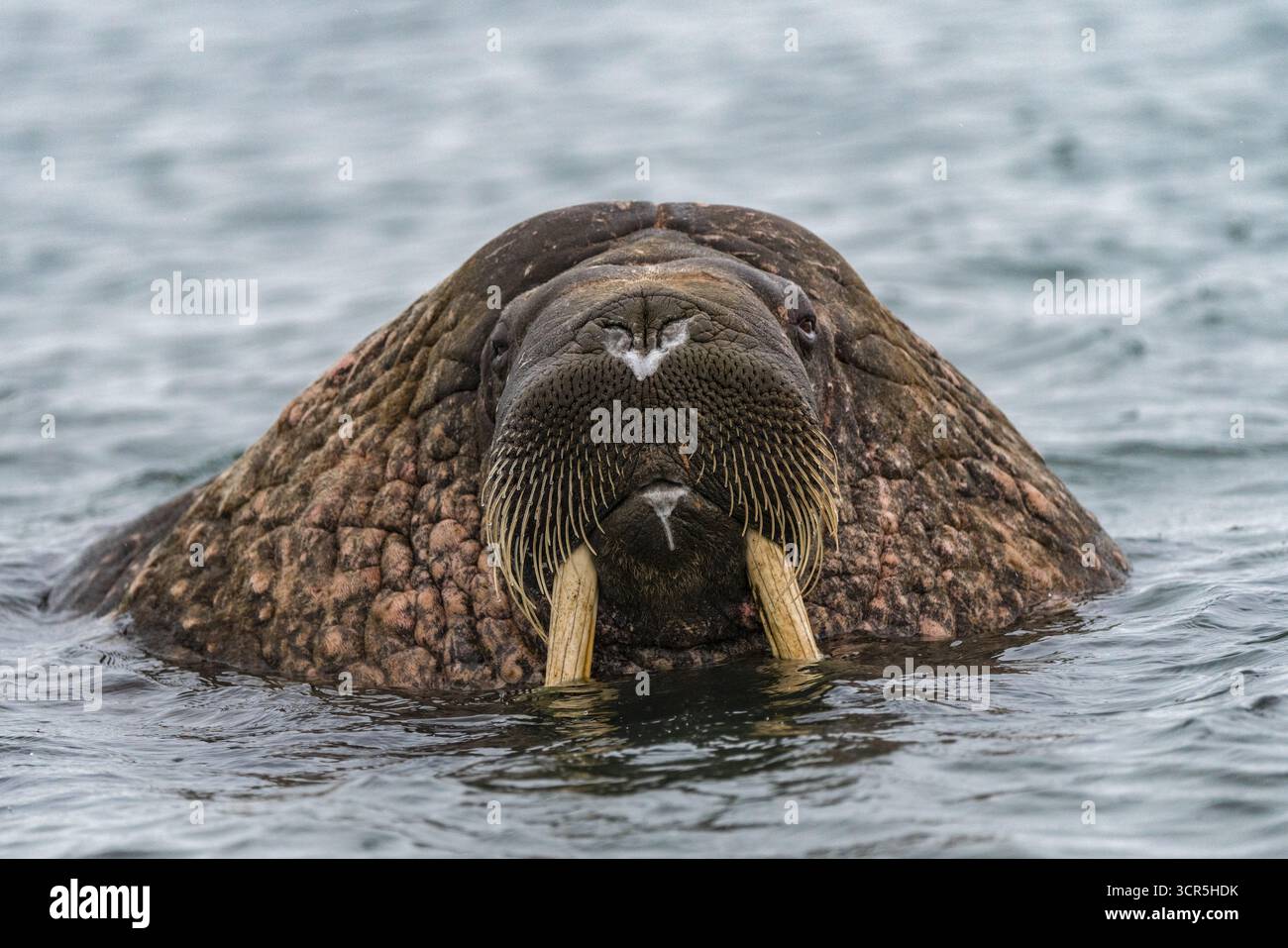 Veduta di un tricheco, della sua faccia sbattuta e delle zanne d'avorio che brillano sullo sfondo del freddo mare artico, del Longyearbyen, delle Svalbard, delle Svalbard e di Jan Mayen. Foto Stock