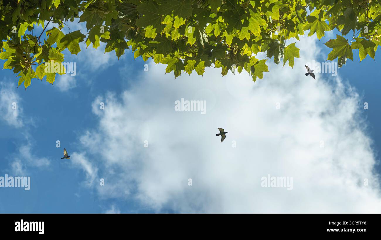 Tre uccelli in volo sotto fogliame contro un cielo blu Foto Stock