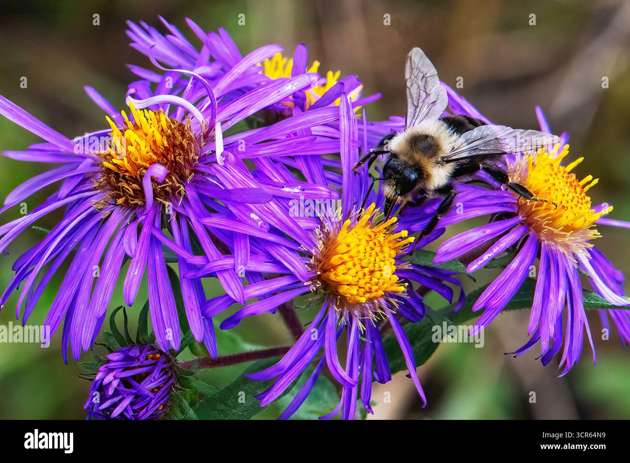 Bumblebee che si nutrono di fiori selvatici nativi del New England Aster Foto Stock