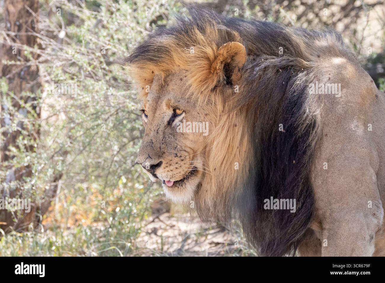 Leone di Kalahari o leone di manna nera (Panthera leo), colpo di testa ravvicinato, Kgalagadi Transborder Park, Northern Cape, Sud Africa Foto Stock