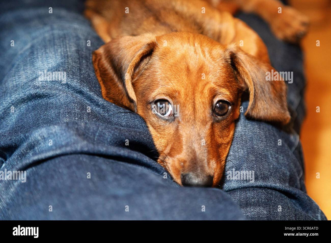 Un cucciolo giace sulle gambe del suo padrone. Foto Stock